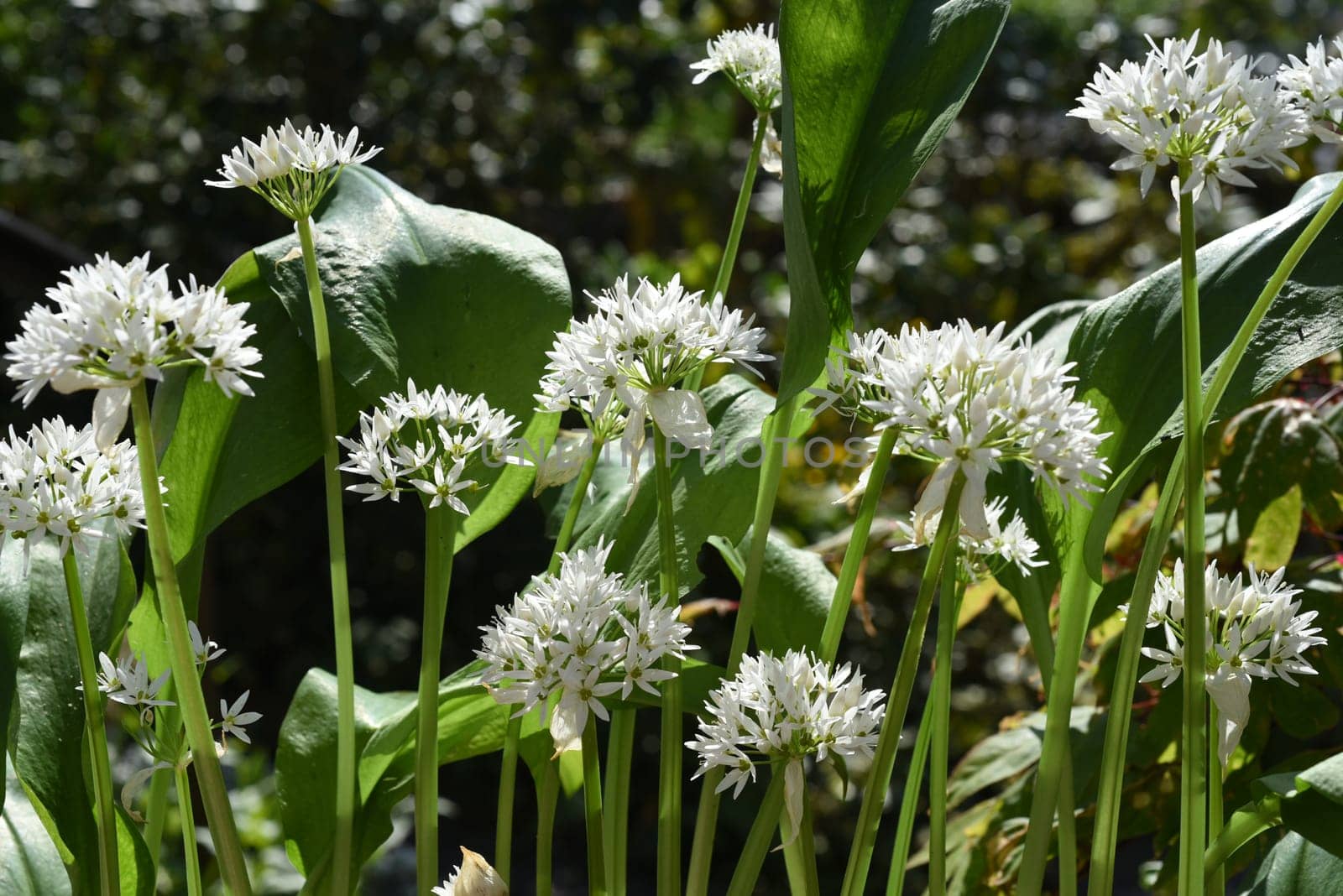 Garlic is an important wild herb and medicinal plant that has a garlic scent with white flowers. It has several poisonous double-gangers,such as lily-of-the-valley,autumn crocus,arum. Baerlauch is an important herb and medicinal plant that has a garlic scent with white flowers. It has several poisonous doppelgangers,(double runner) such as lily of the valley,autumn crocus and arum.