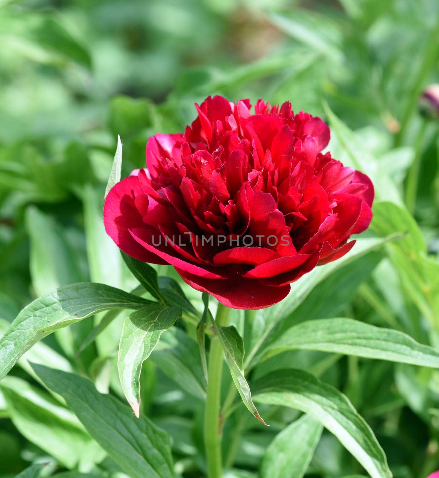 Peony,Paeonia is an important medicinal plant with purple,red,yellow and white flowers. It is also used in medicine. Peony,Paeonia is an important medicinal plant with purple,red,yellow and white flowers. It is also used in medicine.