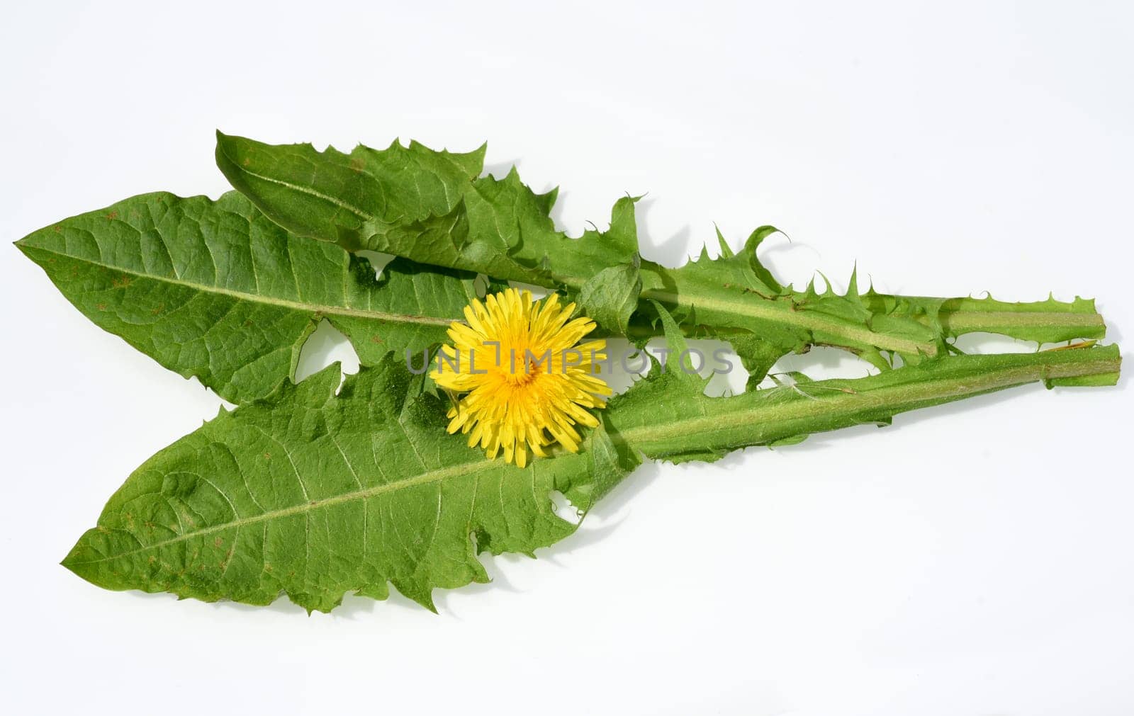 Dandelion,Taraxacum officinale as wall flower,is a pioneer plant and survival artist that can also thrive on gravel paths. Dandelion,Taraxacum officinale as a wall flower,is a pioneer plant and survival artist that can also thrive on gravel roads.