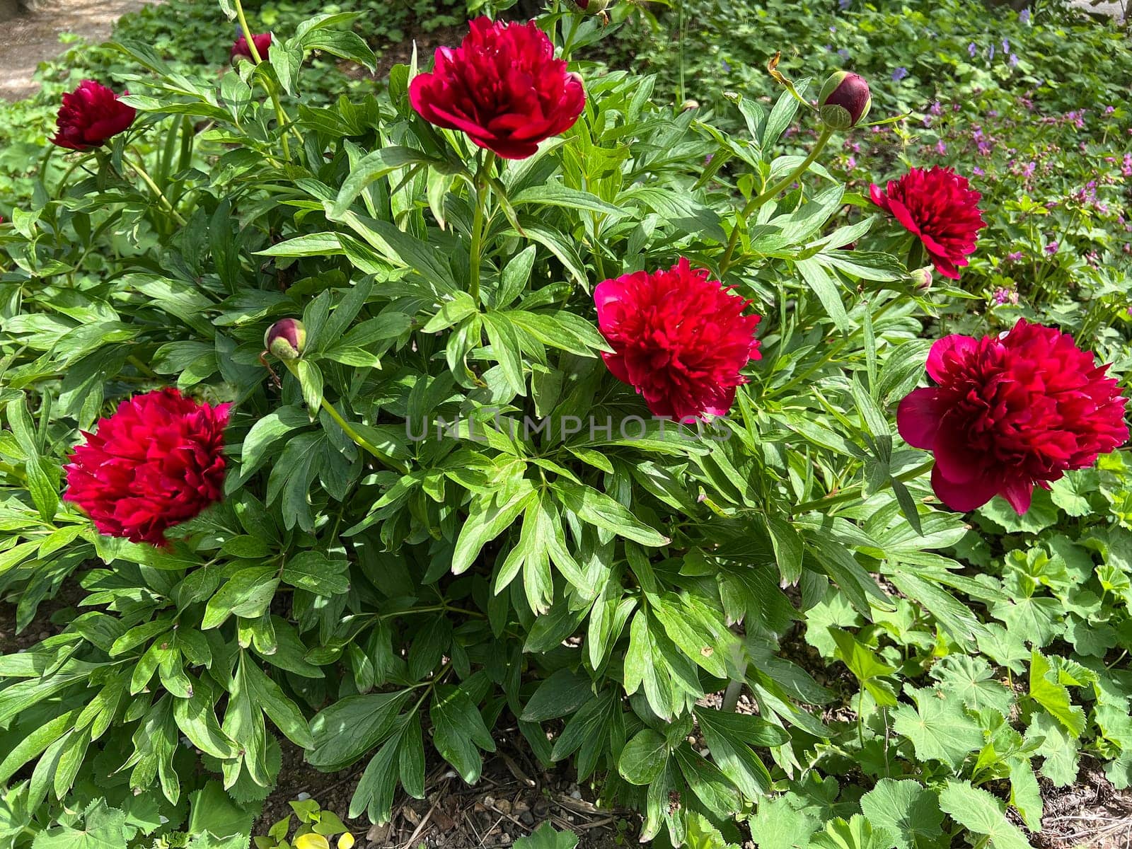 Peony,Paeonia is an important medicinal plant with purple,red,yellow and white flowers. It is also used in medicine. Peony,Paeonia is an important medicinal plant with purple,red,yellow and white flowers. It is also used in medicine.