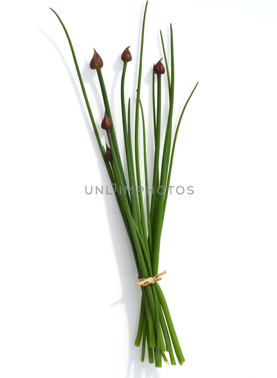 Chives,Allium schoenoprasum,is an important medicinal and medicinal plant. The culinary herb is also used in the Frankfurt Green Sauce. Chives,Allium schoenoprasum,are an important medicinal and medicinal plant. The herb is also used in the Frankfurt green sauce.