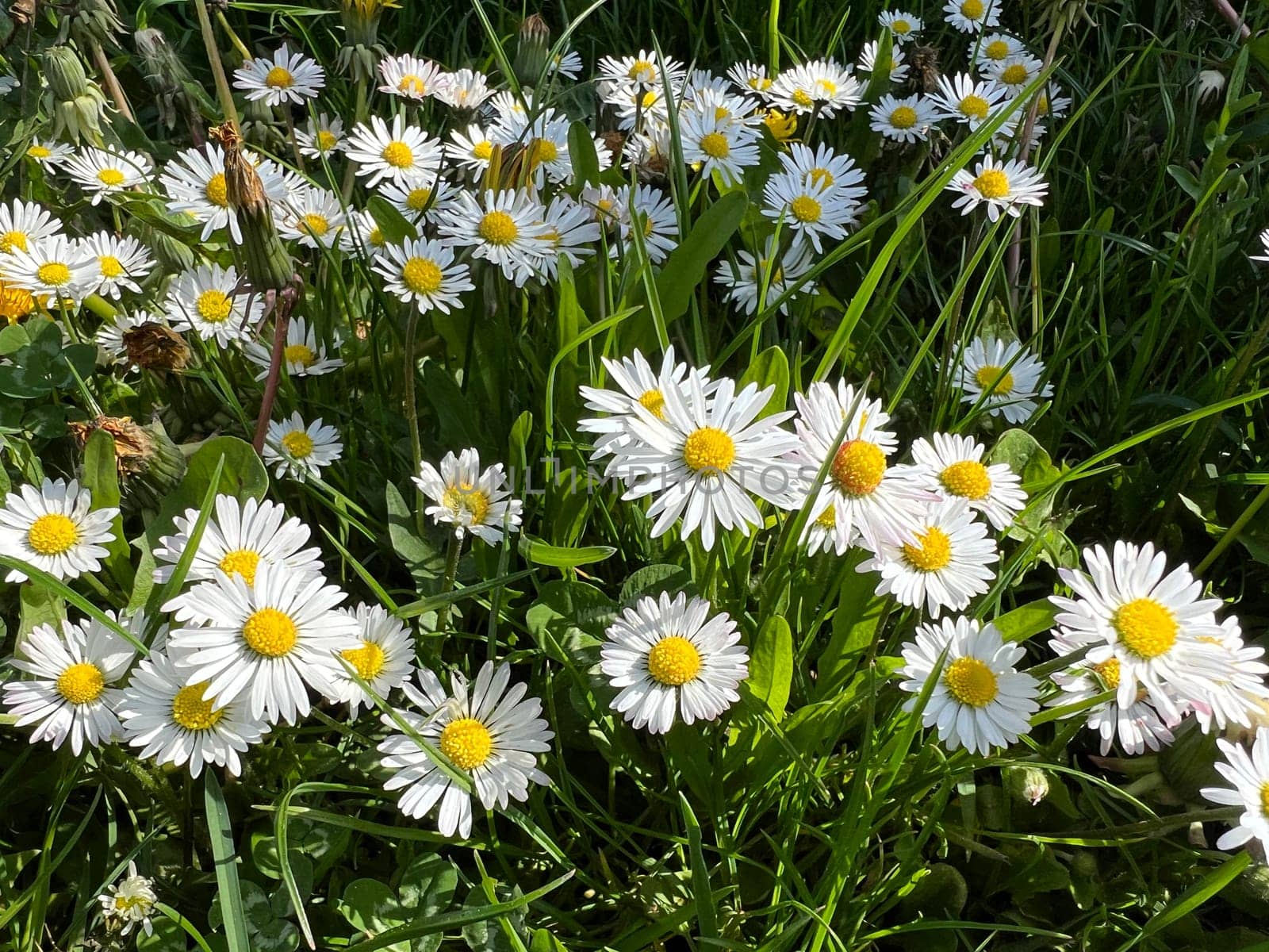 Bellis Perennis is an edible flower with white flowers. It is an important medicinal plant and is used in medicine. It is also often found in the wild,in fields and meadows. Gaensebluemchen,Bellis Perennis is an edible flower with white flowers. It is an important medicinal plant and is used in medicine. It is also often wild on fields and meadows.