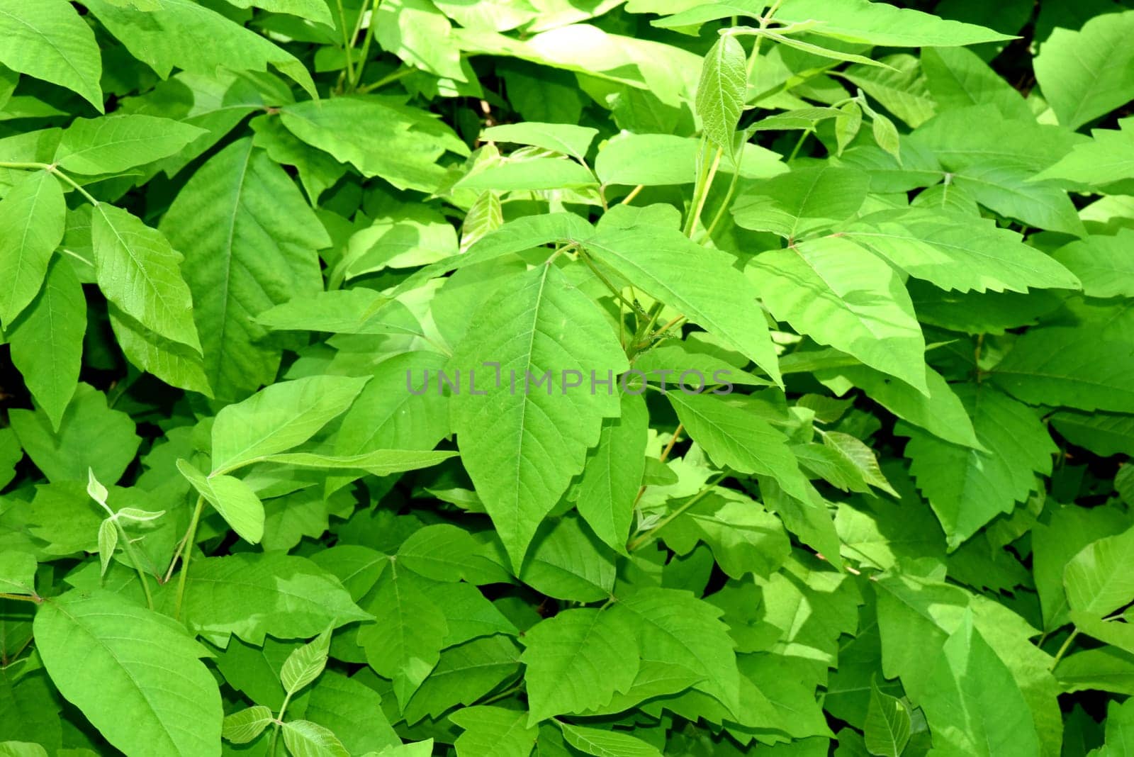Poison sumac,Rhus radicans,grows as a shrub,but is also able to climb with its adhesive roots. Poison sumac,Rhus radicans grows as a shrub,but is also able to climb with its roots