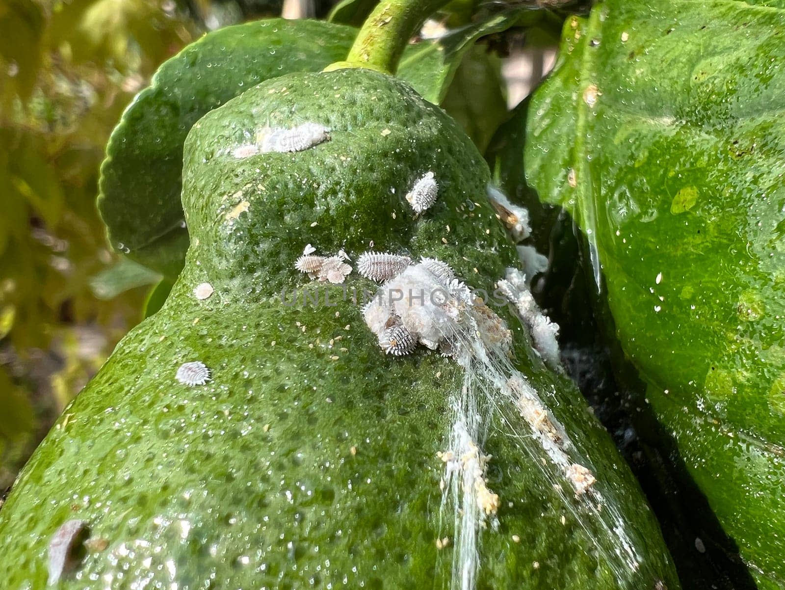 Mealybugs,mealybugs are also aphids and are pests that infest almost all plants. Mealybugs and mealybugs are also aphids and are pests that attack almost all plants.