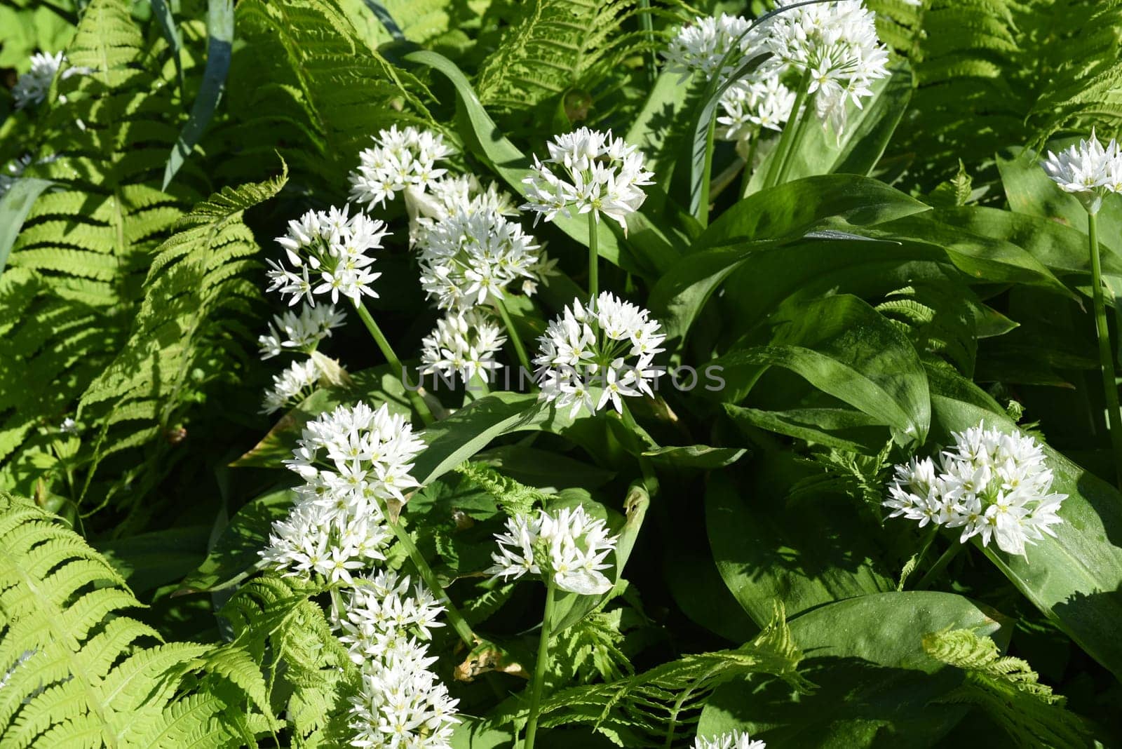 Garlic is an important wild herb and medicinal plant that has a garlic scent with white flowers. It has several poisonous double-gangers,such as lily-of-the-valley,autumn crocus,arum. Baerlauch is an important herb and medicinal plant that has a garlic scent with white flowers. It has several poisonous doppelgangers,(double runner) such as lily of the valley,autumn crocus and arum.