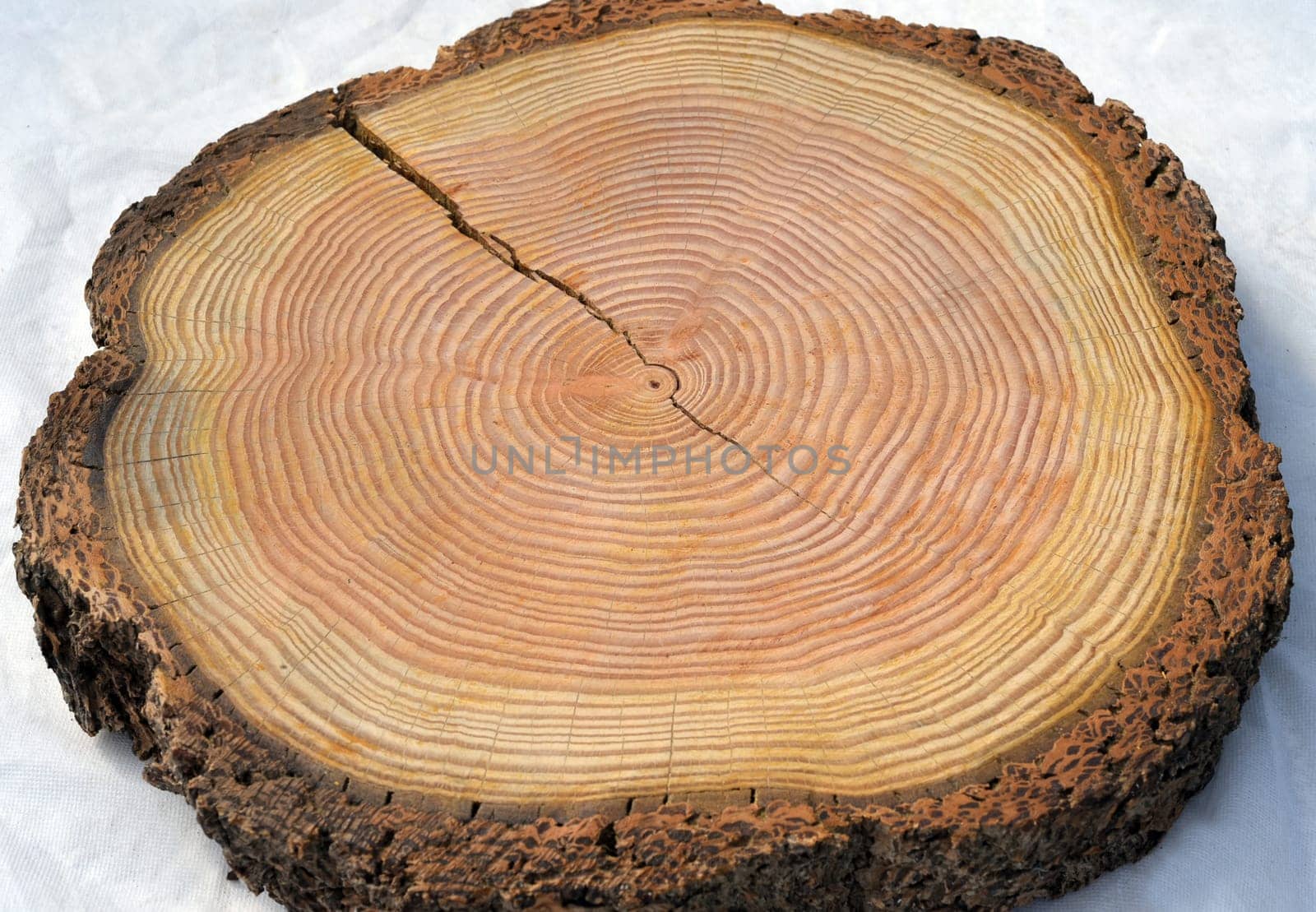 Annual rings are the growth rings of a tree in cross-section. Annual rings are the growth rings of a tree in cross section.
