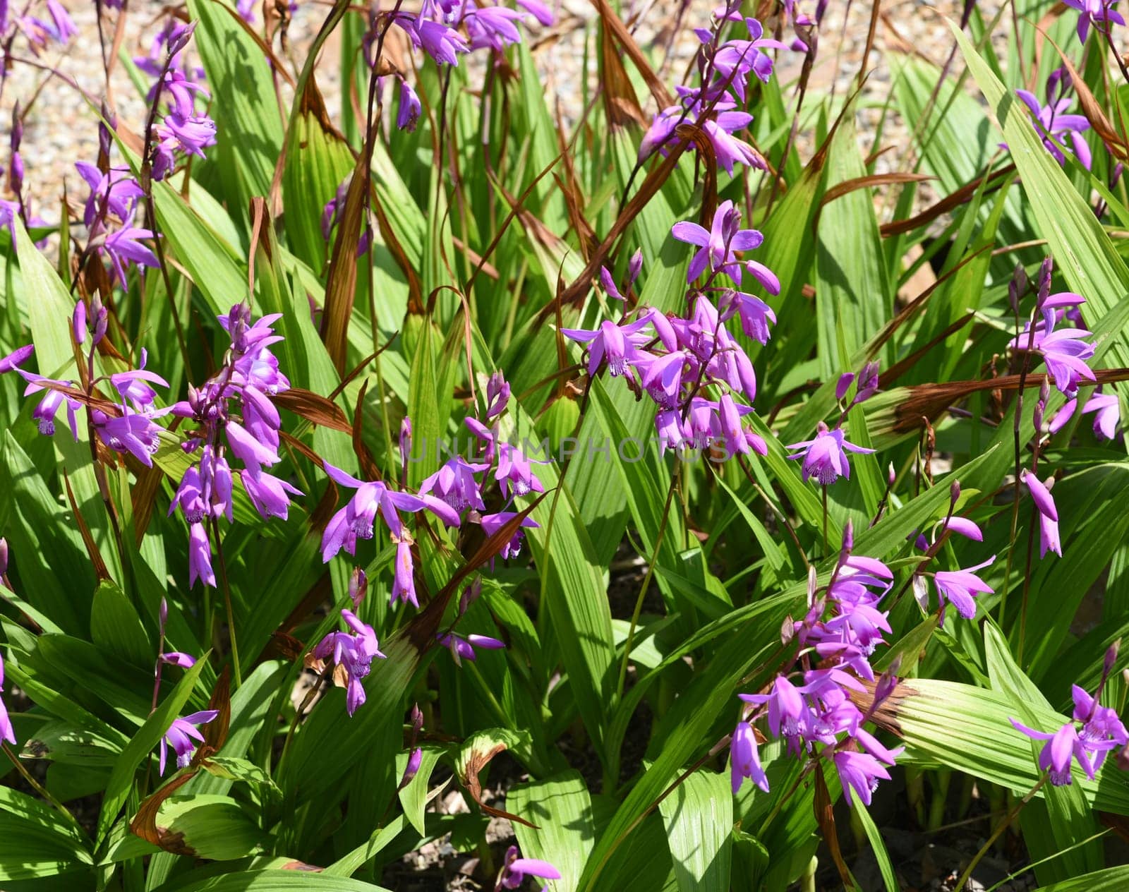 Chinese outdoor orchid,Bletilla striata has enchanting flowers and rich foliage. It blooms from May to the end of June. China outdoor orchid,Bletilla striata,has enchanting flowers and rich foliage. It blooms from May to the end of June