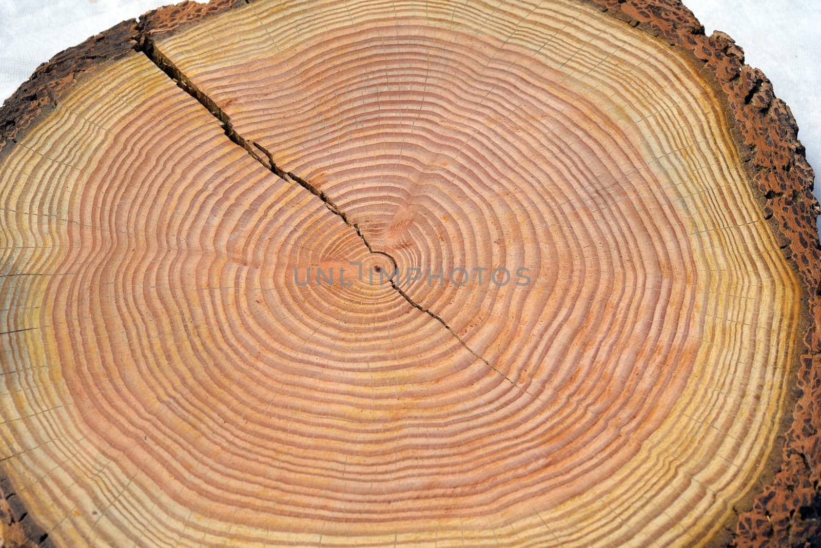 Annual rings are the growth rings of a tree in cross-section. Annual rings are the growth rings of a tree in cross section.