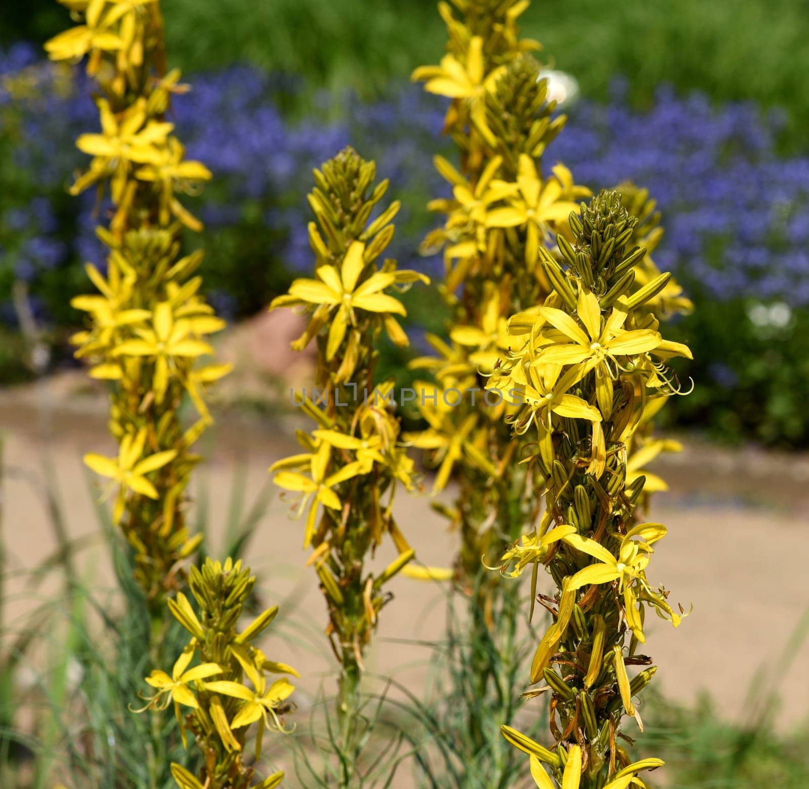 The yellow asphodel,formerly also known as goldroot,is a species of plant in the genus Junker lily. The yellow asphodel,formerly also called goldroot,is a species of plant from the genus of the junker lilies.