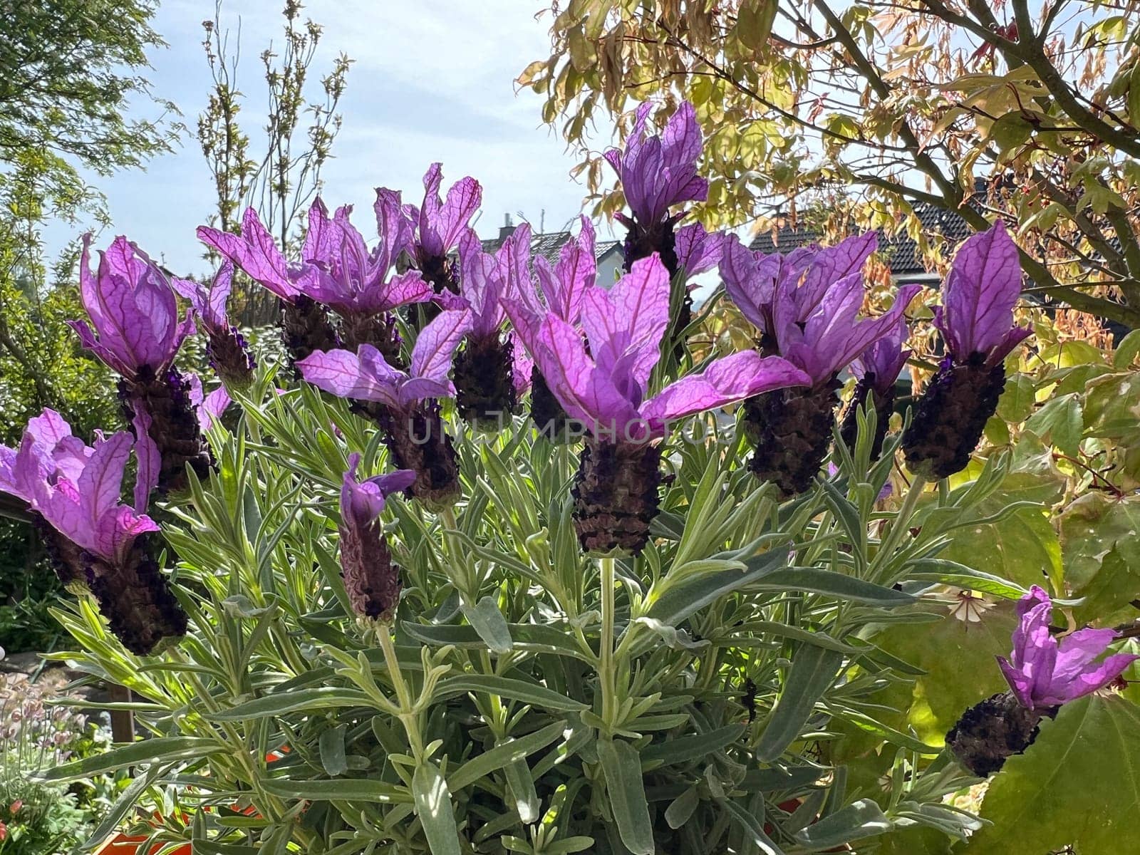 Crested lavender,Lavandula stoechas is a type of lavender with pretty blue flowers. Lavender,Lavandula stoechas,is a type of lavender with pretty blue flowers.