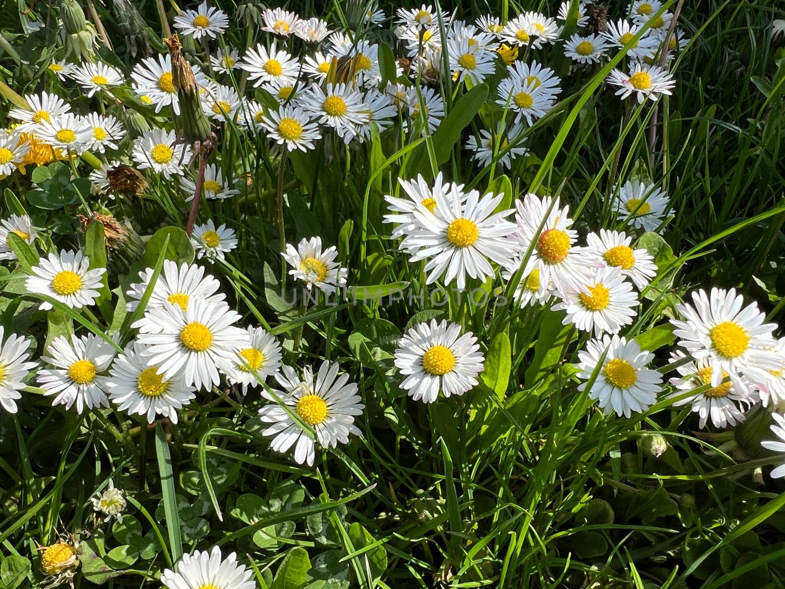 Bellis Perennis is an edible flower with white flowers. It is an important medicinal plant and is used in medicine. It is also often found in the wild,in fields and meadows. Gaensebluemchen,Bellis Perennis is an edible flower with white flowers. It is an important medicinal plant and is used in medicine. It is also often wild on fields and meadows.