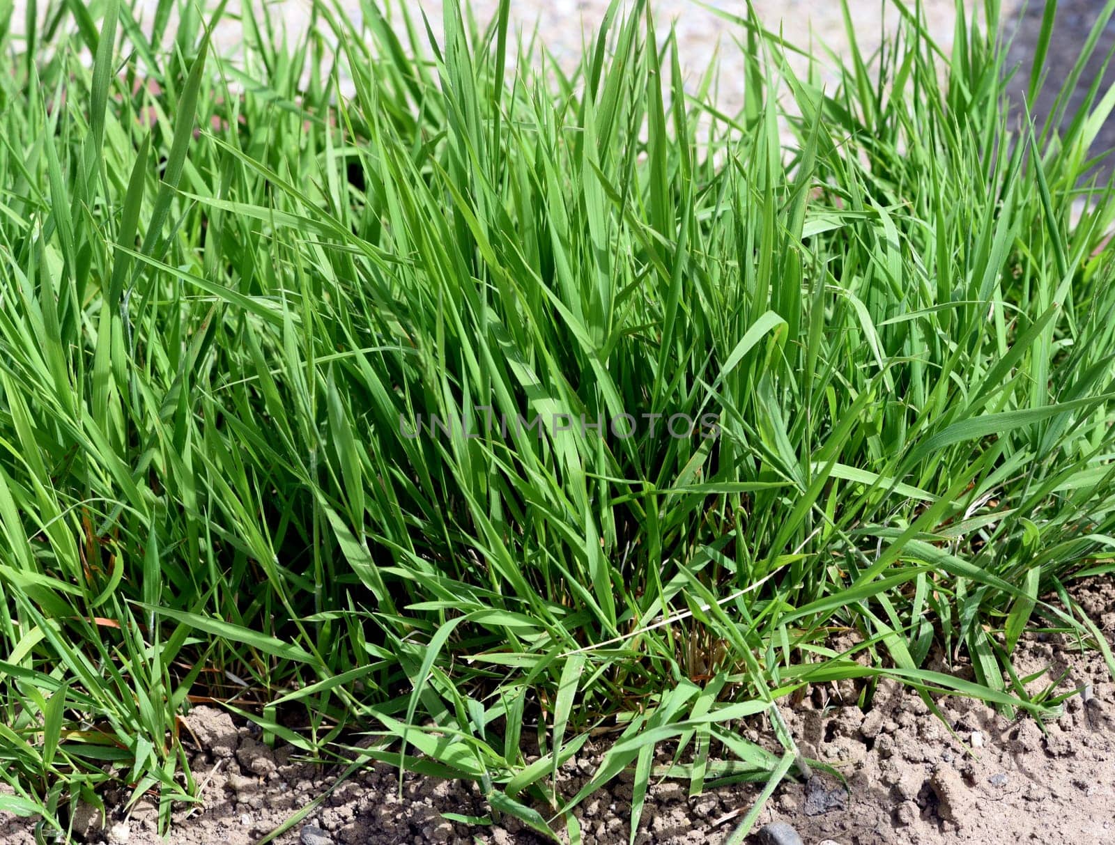 Grass grass,Agropyron repens is an important medicinal and medicinal plant. Grass grass is a grass and weed. Couch,Agropyron repens,is an important medicinal and medicinal plant. Couch grass is a grass and weed.