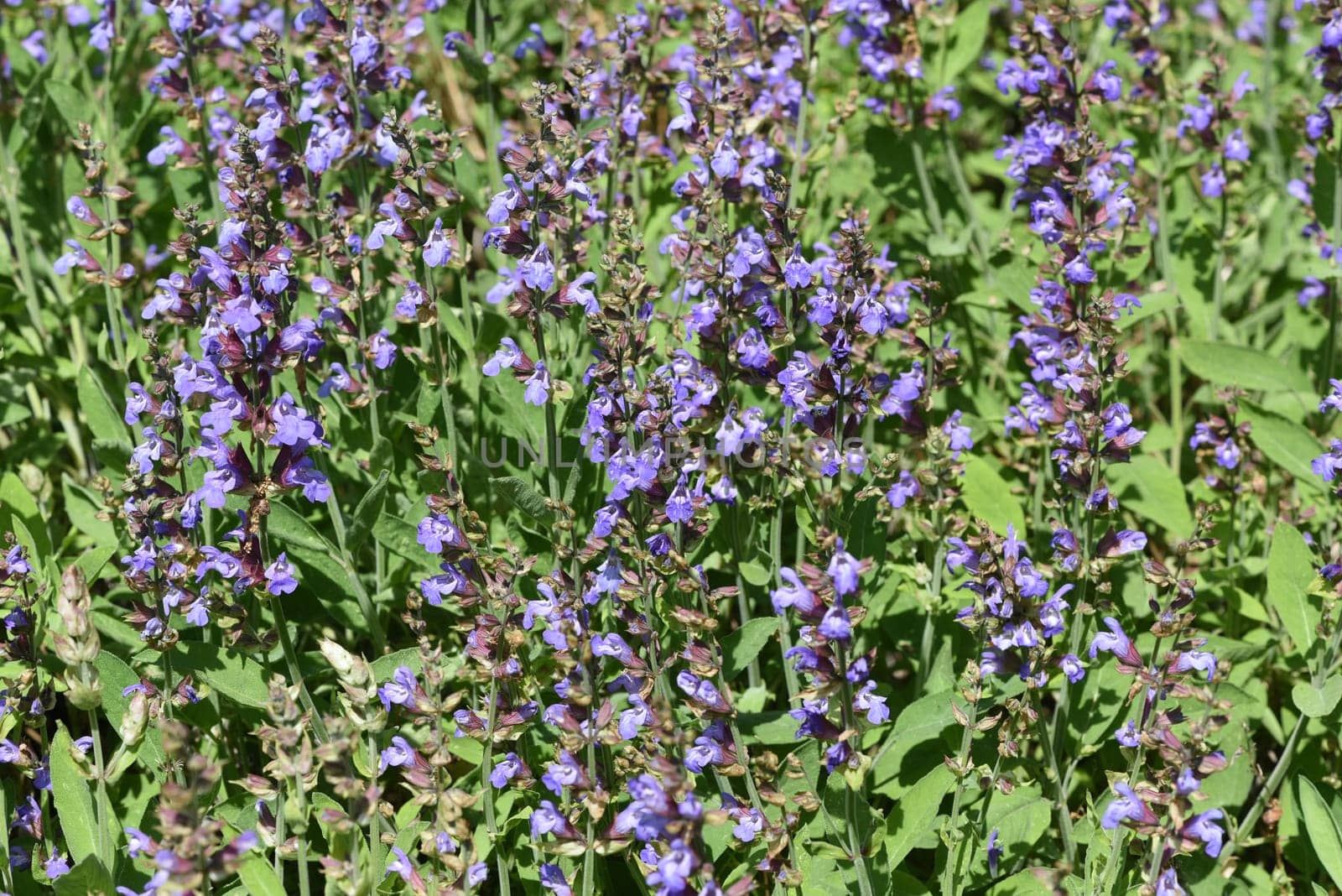 Sage,Salvia officinalis,is an important medicinal plant and a fragrant plant with blue flowers. It is a beautiful perennial and is also used in the kitchen as a spice. Sage,Salvia officinalis,is an important medicinal plant and a scented plant with blue flowers. It is a beautiful perennial and is also used in the kitchen as a seasoning.