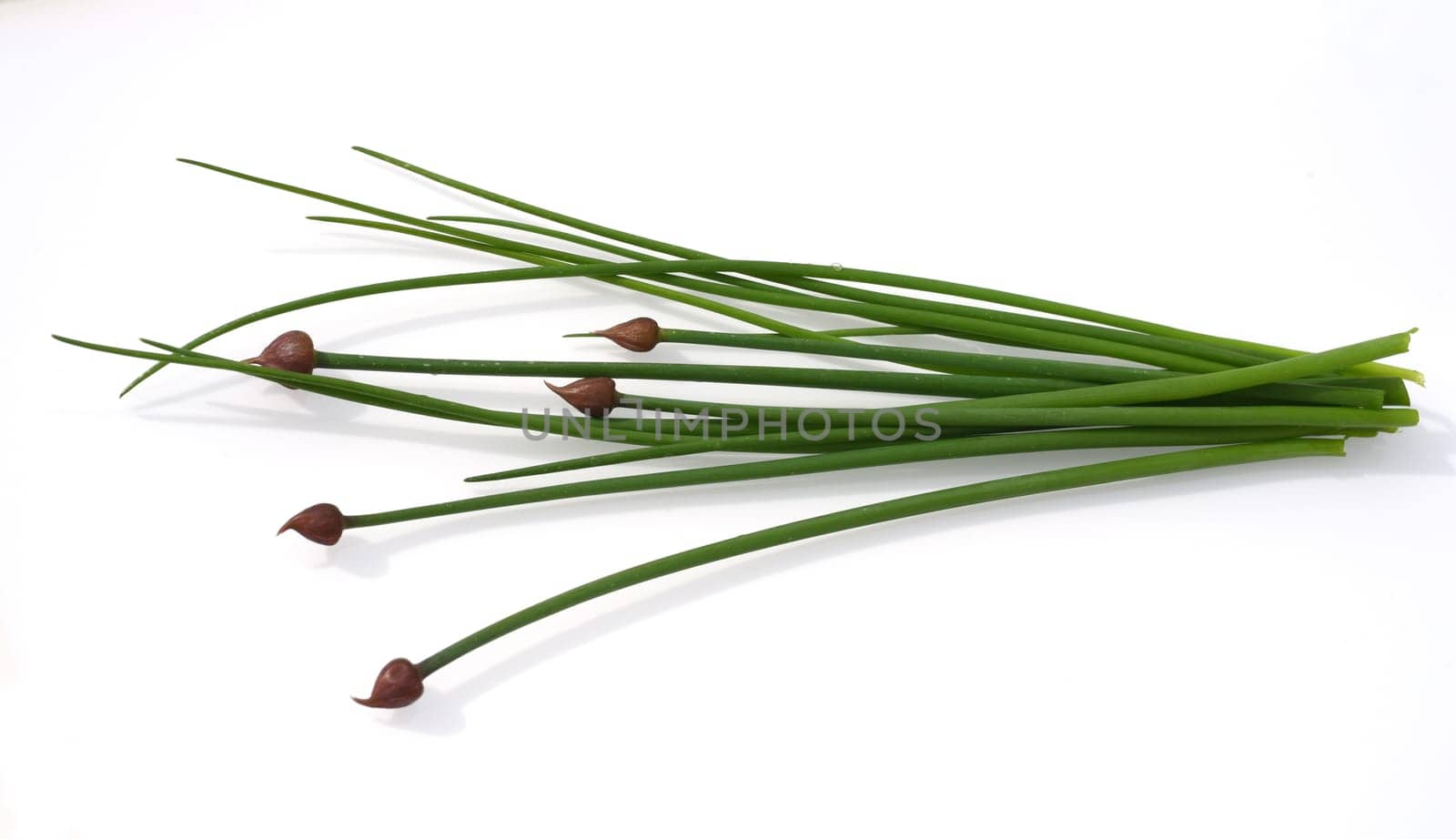 Chives,Allium schoenoprasum,is an important medicinal and medicinal plant. The culinary herb is also used in the Frankfurt Green Sauce. Chives,Allium schoenoprasum,are an important medicinal and medicinal plant. The herb is also used in the Frankfurt green sauce.