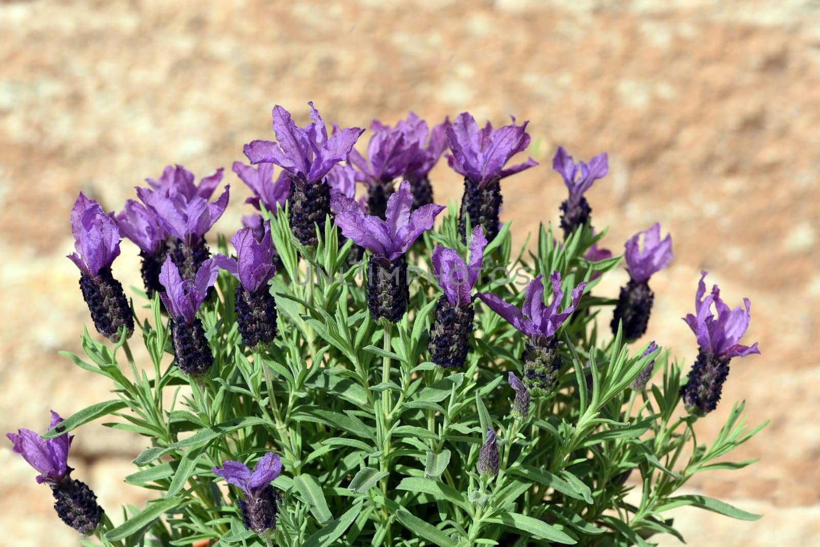 Crested lavender,Lavandula stoechas is a type of lavender with pretty blue flowers. Lavender,Lavandula stoechas,is a type of lavender with pretty blue flowers.