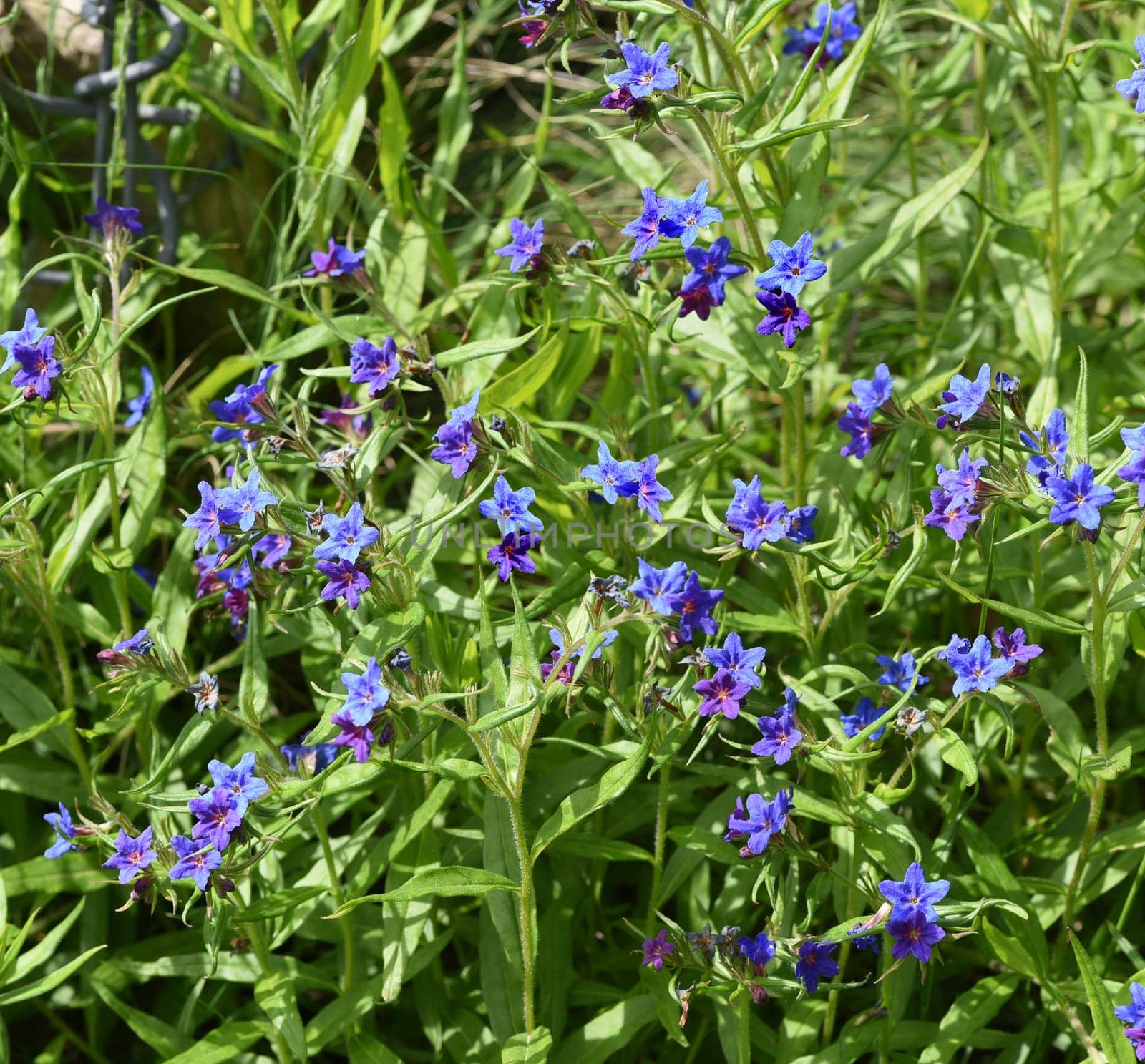 Stone seed,Aegonychon purpurocaeruleum is a pretty flower with strong blue flowers. Stone seed,Aegonychon purpurocaeruleum is a pretty flower with strong blue flowers.