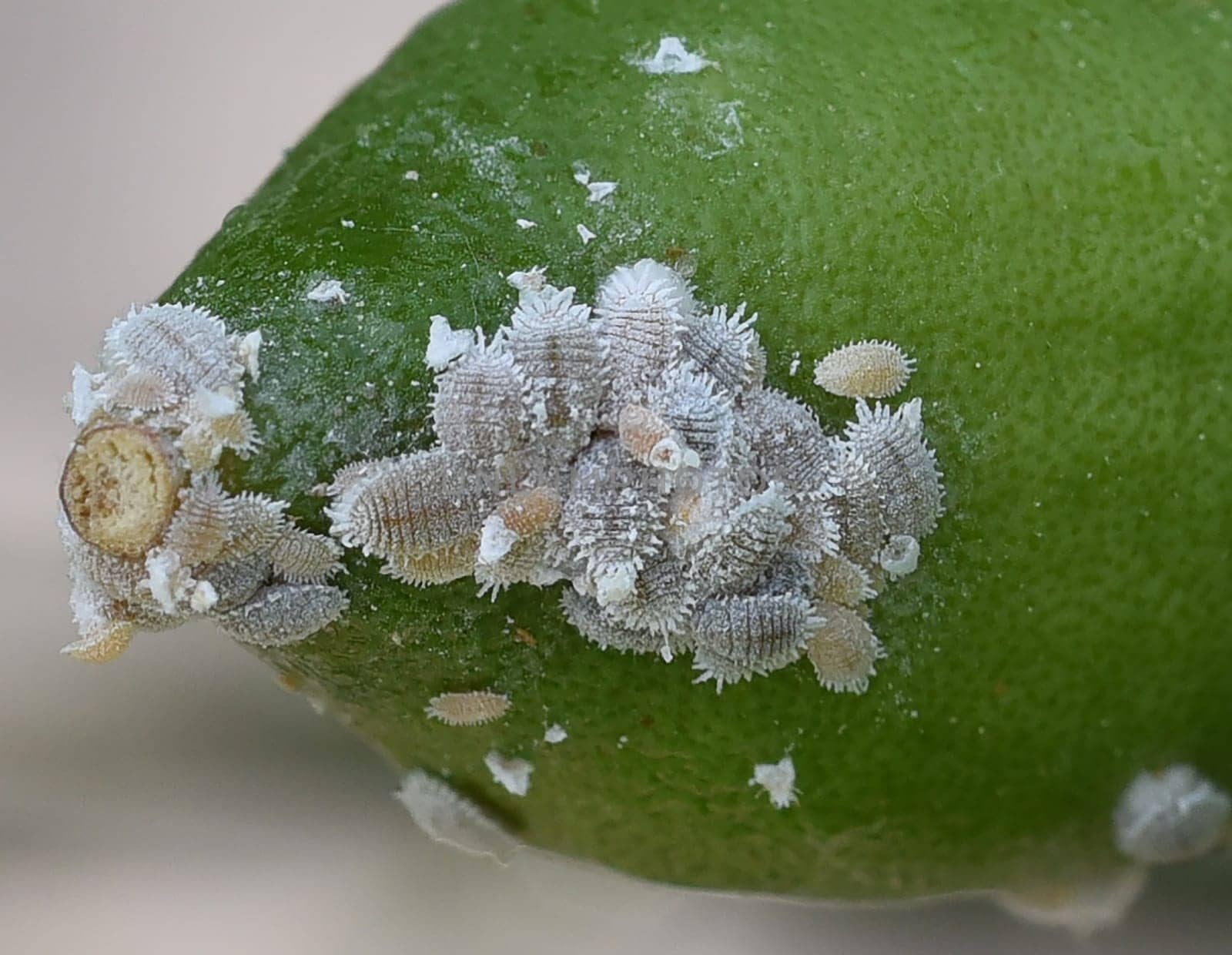 Mealybugs,mealybugs are also aphids and are pests that infest almost all plants. Mealybugs and mealybugs are also aphids and are pests that attack almost all plants.