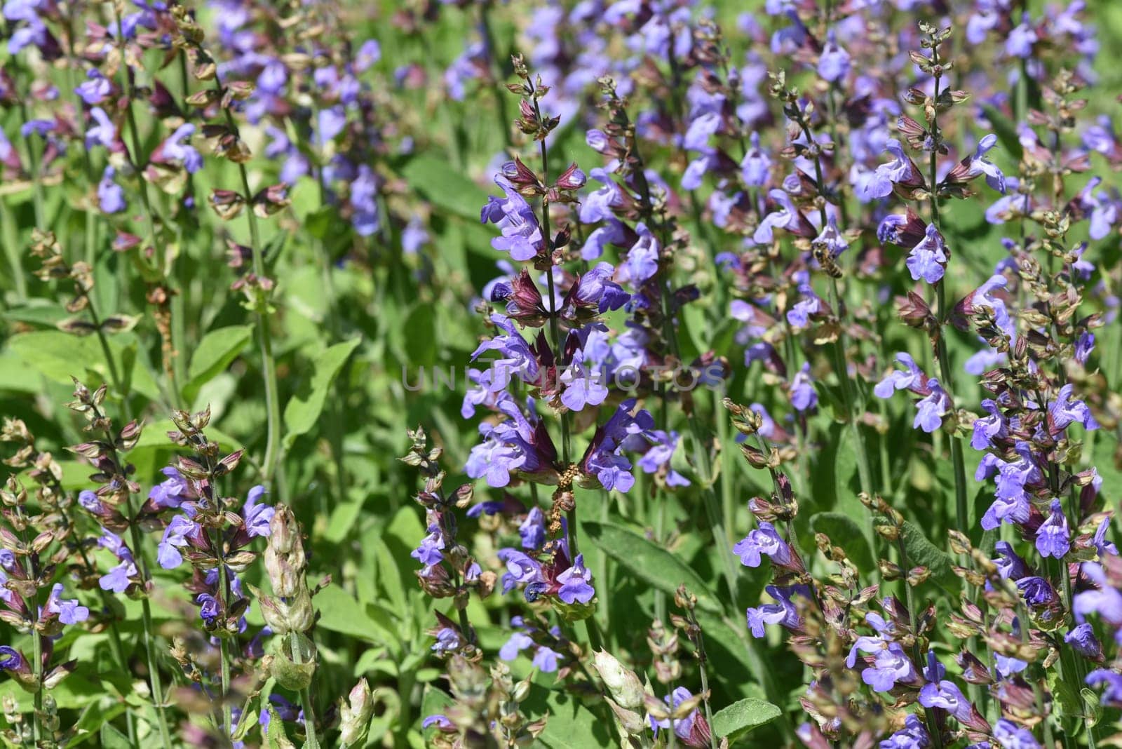 Sage,Salvia officinalis,is an important medicinal plant and a fragrant plant with blue flowers. It is a beautiful perennial and is also used in the kitchen as a spice. Sage,Salvia officinalis,is an important medicinal plant and a scented plant with blue flowers. It is a beautiful perennial and is also used in the kitchen as a seasoning.