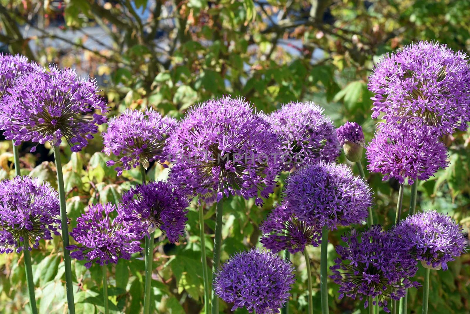 Allium Giganteum is a beautiful ornamental plant in the garden and has purple flowers. Ornamental Lily,Giant Lily,Allium Giganteum is a beautiful ornamental plant in the garden and has purple flowers.