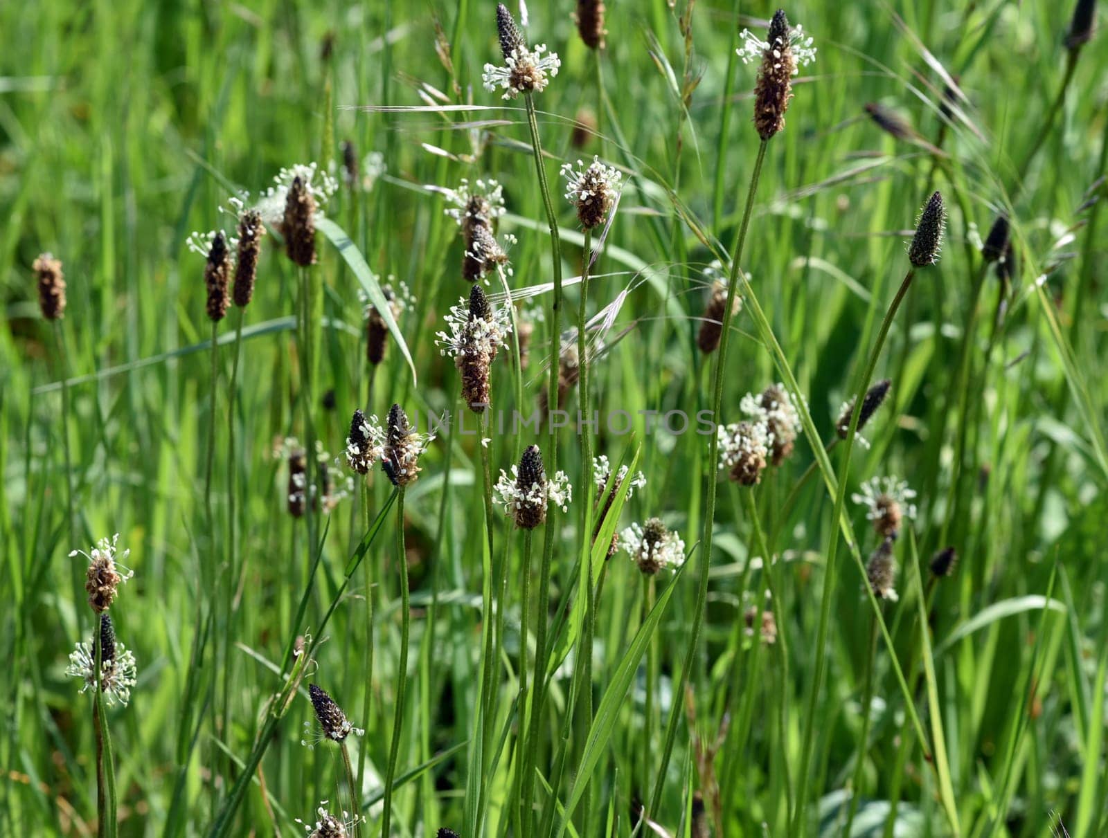 Plantain,Plantago lanceolata,is an important medicinal and medicinal plant and has white flowers. Plantain,Plantago lanceolata,is an important medicinal and medicinal plant with white flowers.