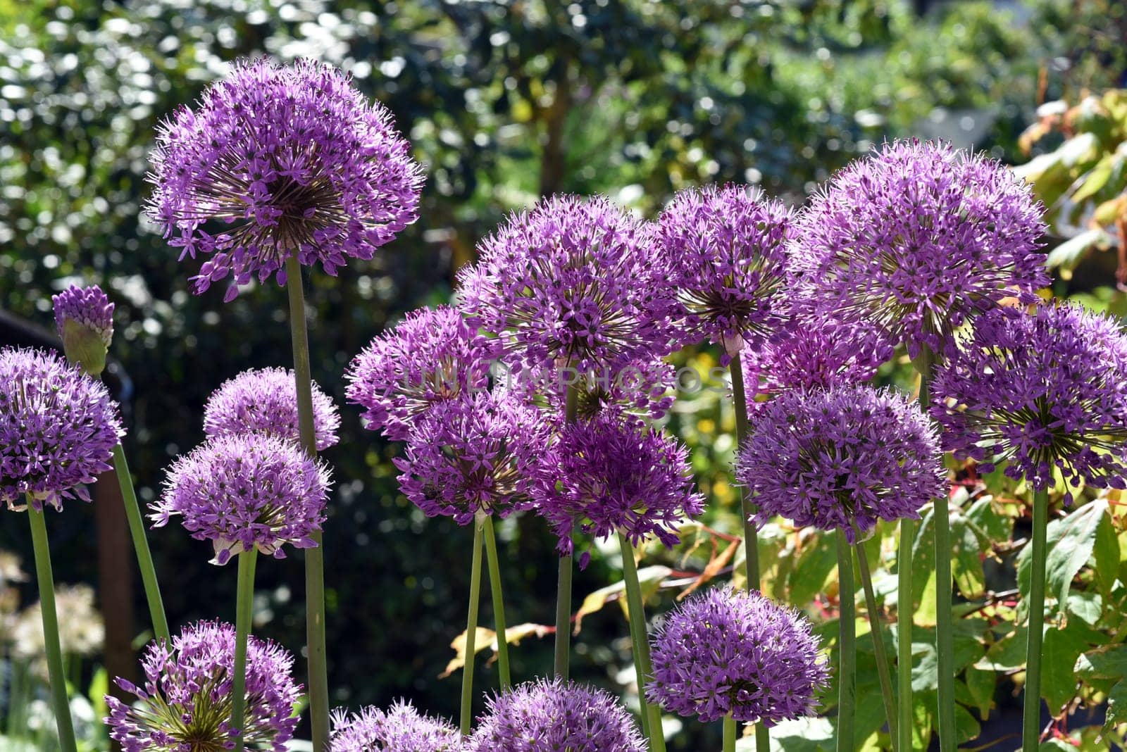Allium Giganteum is a beautiful ornamental plant in the garden and has purple flowers. Ornamental Lily,Giant Lily,Allium Giganteum is a beautiful ornamental plant in the garden and has purple flowers.