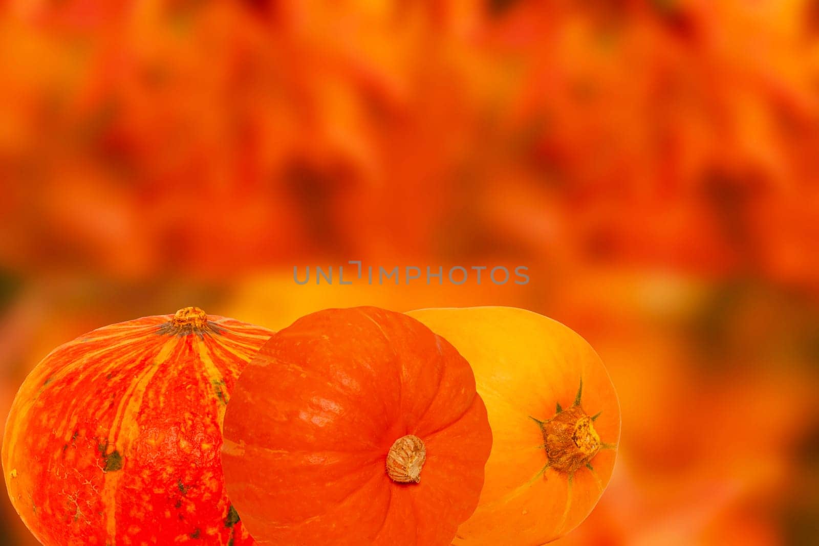 Closeup of three decorative orange red yellow pumpkin against abstract blurred natural autumn background. Space for design. Healthy nutrition.