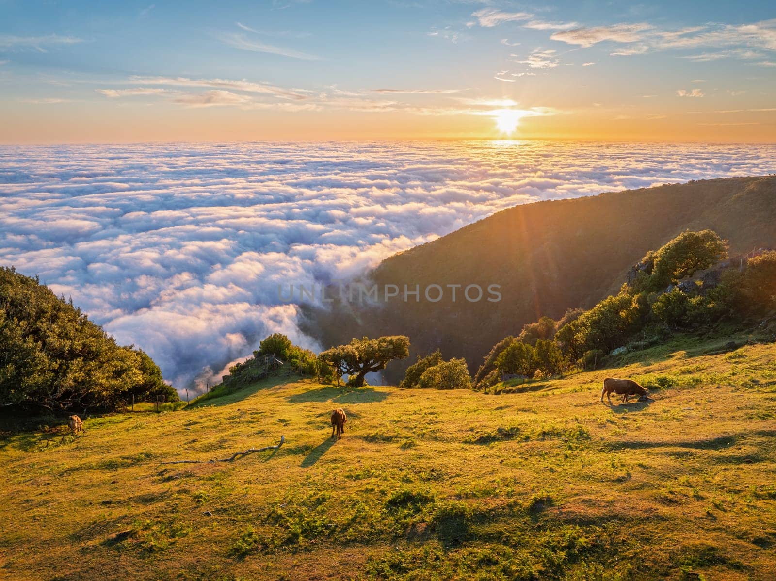 Aerial view of sunrise above clouds and green hills with cows grazing at Fanal mountain, Madeira island, Portugal