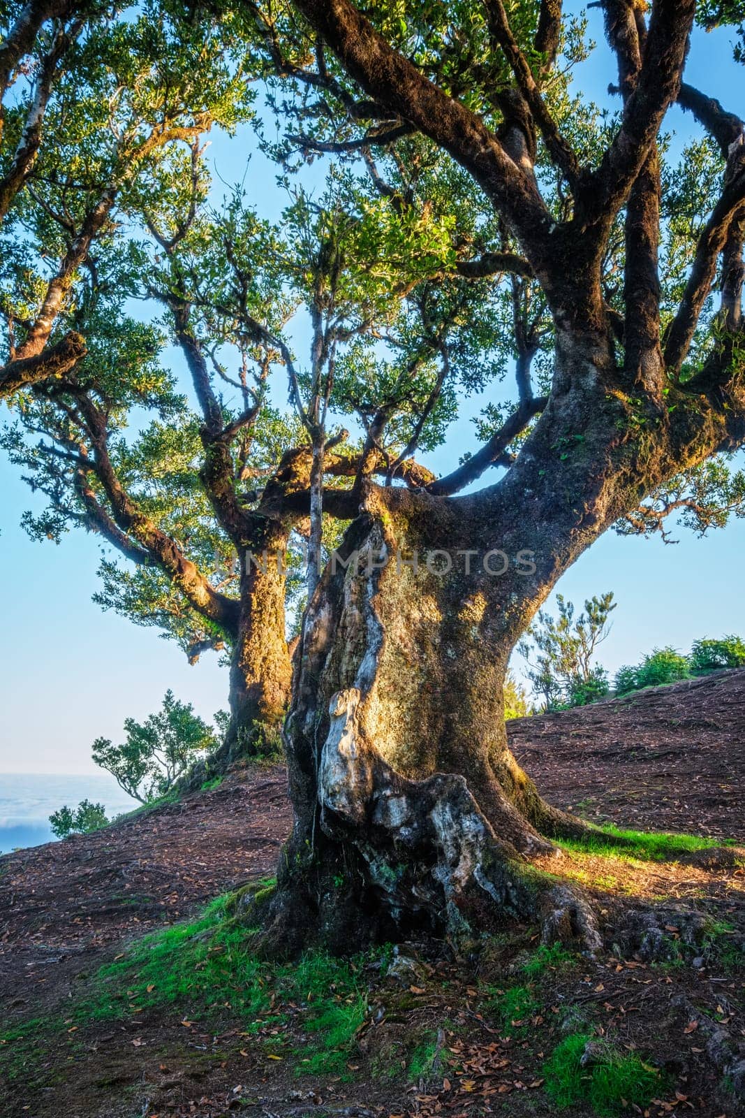 Centuries-old til trees in fantastic magical idyllic Fanal Laurisilva forest on sunrise. Madeira island, Portugal