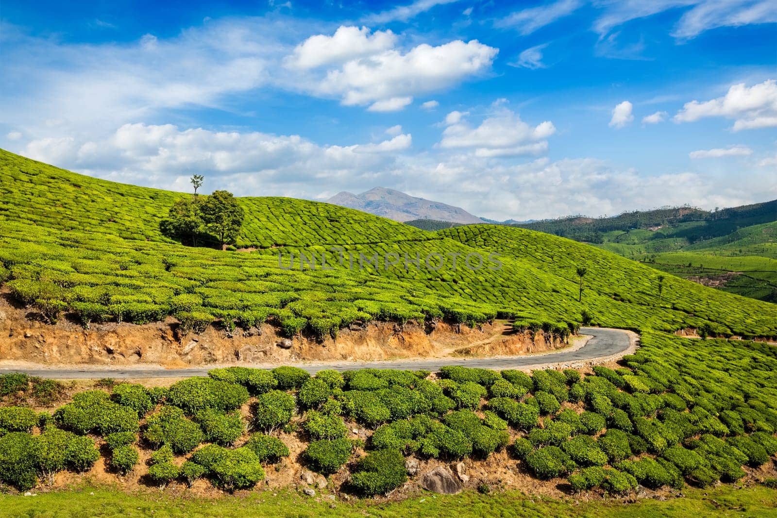 Kerala India travel background - road in green tea plantations in mountains in Munnar, Kerala, India