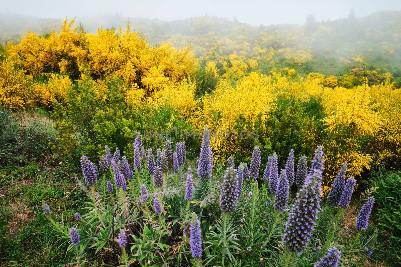 Madeira landscape with Pride of Madeira flowers and blooming Cytisus shrubs and mountains in clouds. Miradouros do Paredao, Madeira island, Portugal