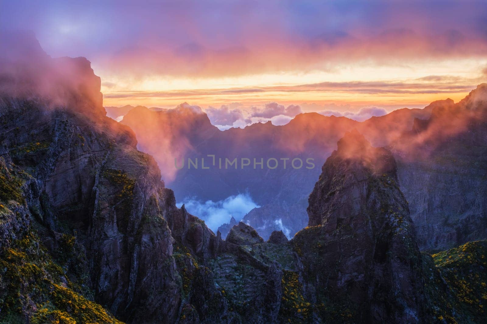 Mountains on sunset covered in fog and clouds with blooming Cytisus shrubs. Near Pico de Arieiro , Madeira island, Portugal