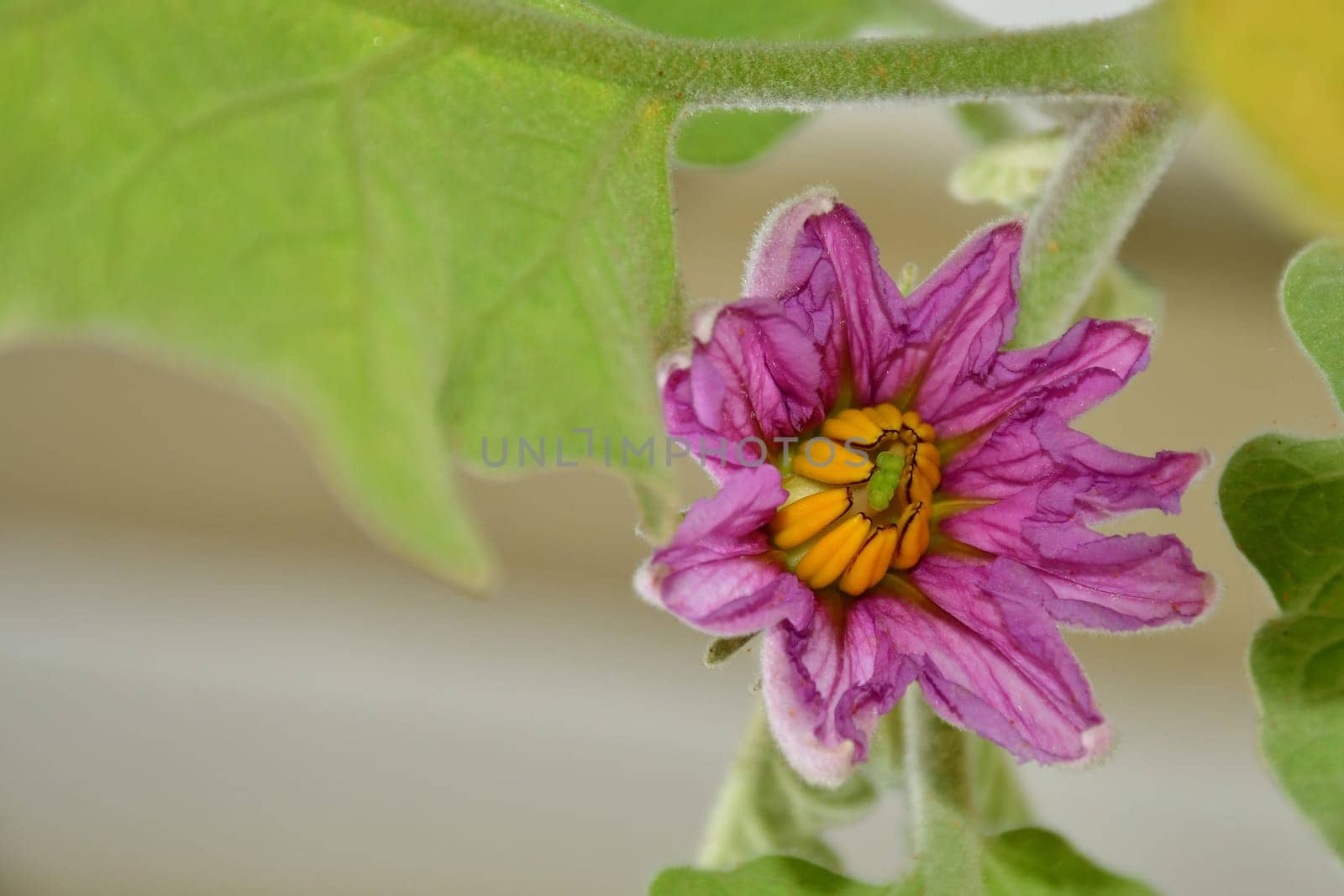 eggpant with flower in summer in Germany