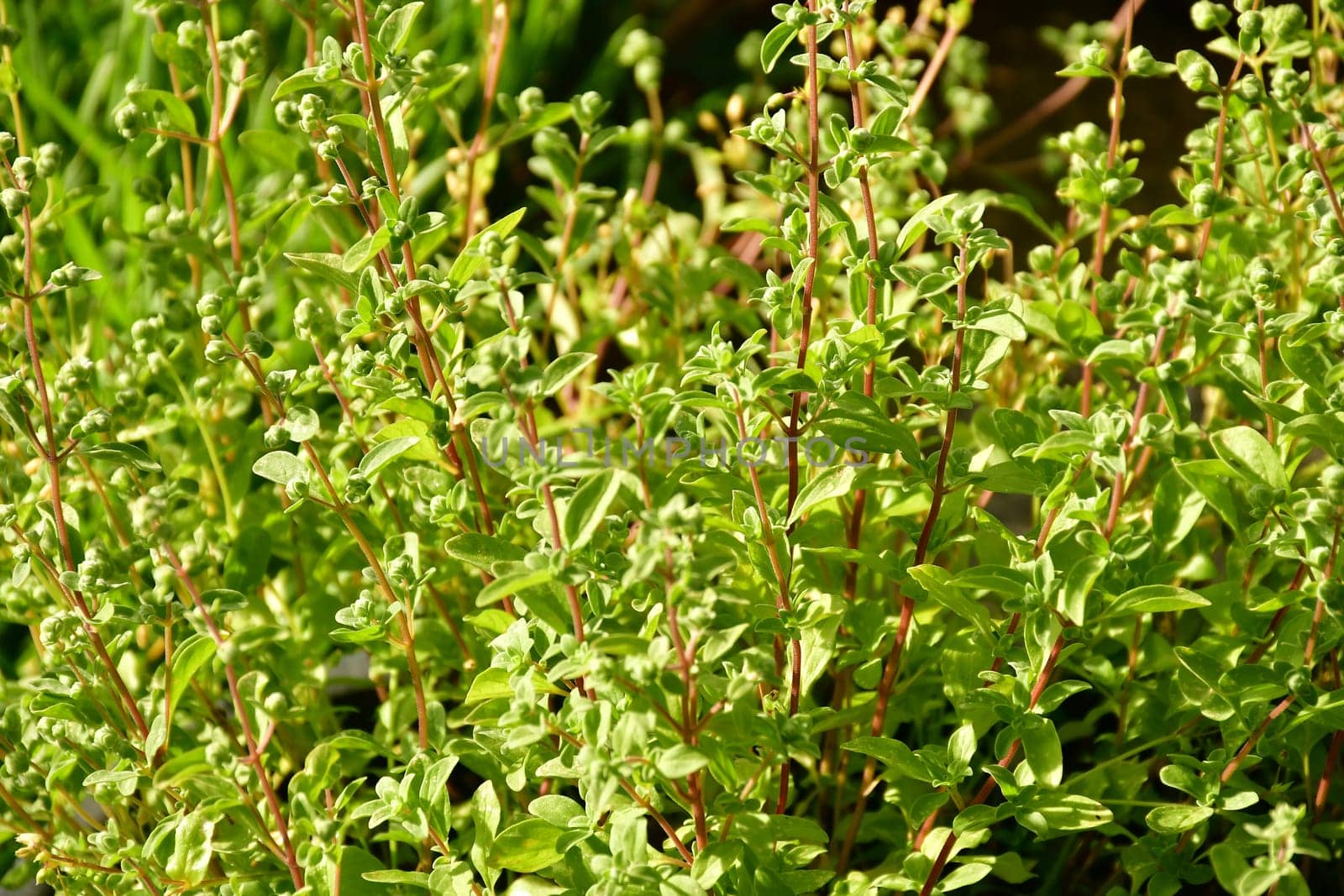 Majoram in morning sun in a German garden