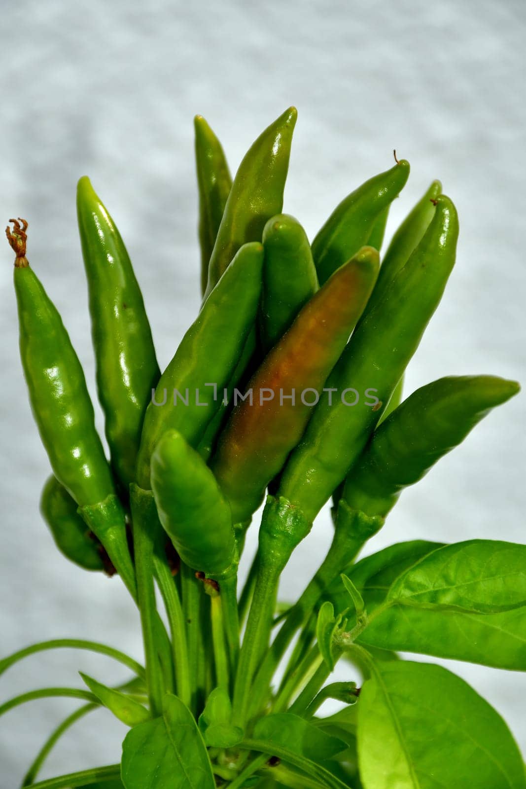 Thay chili on its plant