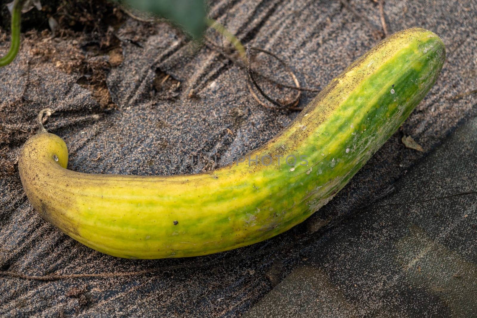 A cucumber is laying on the ground with a yellow and green stripe. The cucumber is not ripe yet