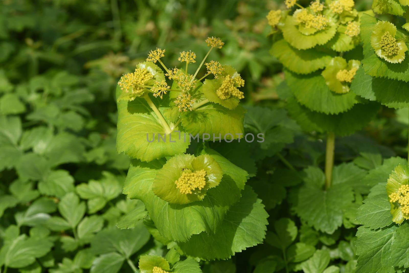 Yellow umbels are quickly vigorous,easy to cultivate and highly recommended for natural wild herbaceous gardens. Stem-encompassing yellow umbel grows quickly,is easy to cultivate and is highly recommended for natural wild perennial gardens.