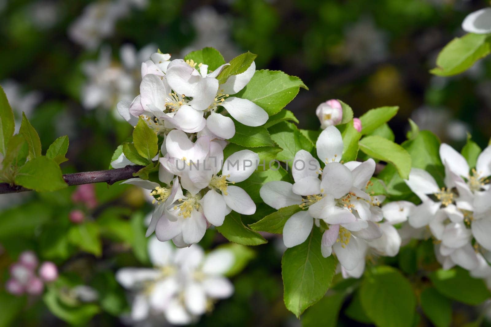 Crab apple or wild apple is considered the ancestor of the plantation apple and has a high ornamental value. Crab apple or wild apple is considered the ancestor of the plantation apple and has a high ornamental value.