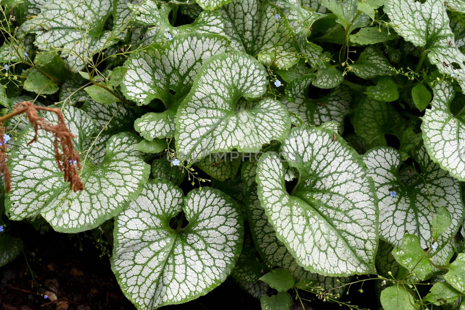 Caucasian forget-me-not,Brunnera,macrophylla is a shade plant with beautiful leaves and blue flowers. Caucasian forget-me-not,Brunnera,macrophylla is a shade plant with beautiful leaves and blue flowers.