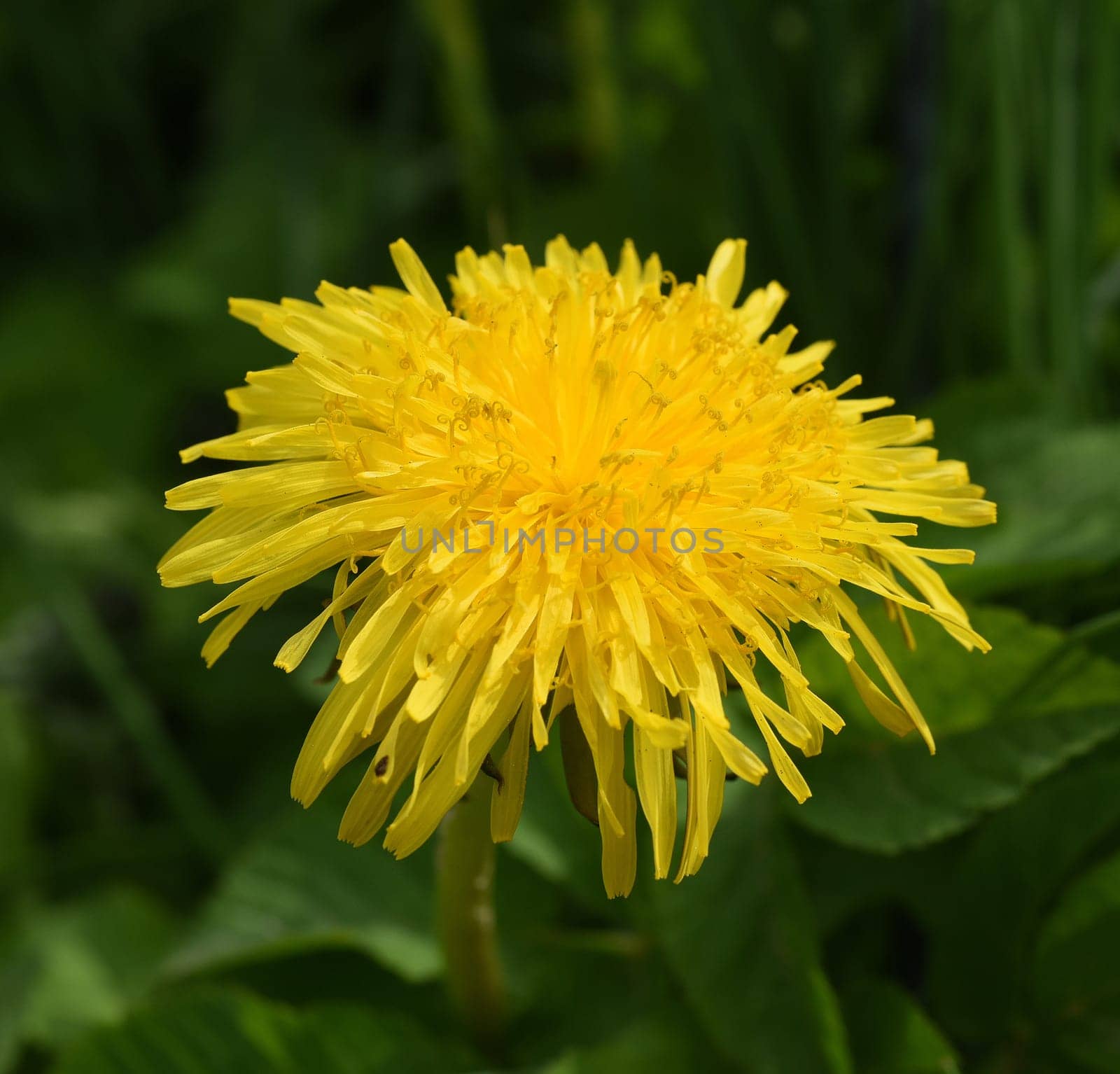 Dandelion,Taraxacum officinale as wall flower,is a pioneer plant and survival artist that can also thrive on gravel paths. Dandelion,Taraxacum officinale as a wall flower,is a pioneer plant and survival artist that can also thrive on gravel roads.
