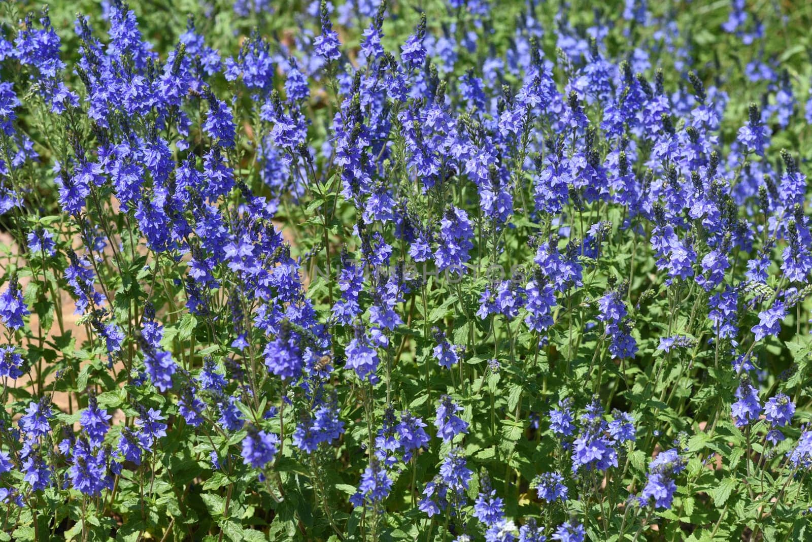 Veronica longifolia is a beautiful bee-friendly perennial with blue flowers. Speedwell,Veronica longifolia is a beautiful bee friendly perennial with blue flowers.