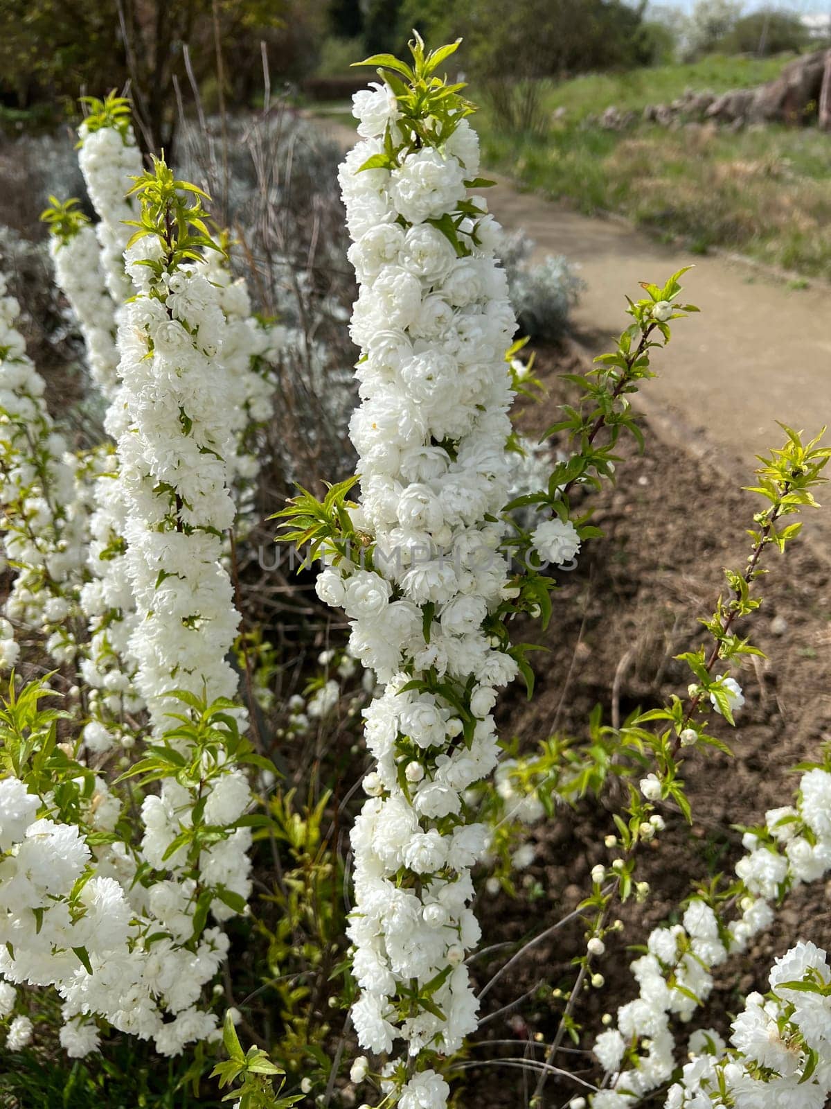 Druesen cherry,Prunus gtandulose Albiplena,is a Japanese ornamental cherry with beautiful white flowers.  Prunus glandulosa Alboplena is a Japanese ornamental cherry with beautiful white flowers.