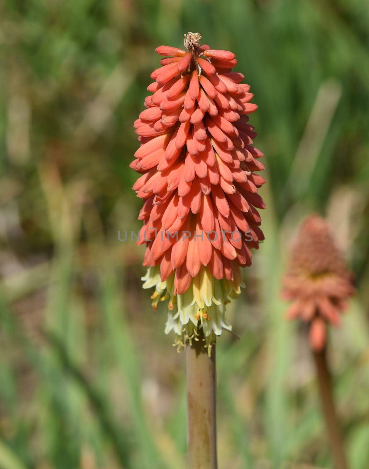 Torch lily,Kniphofia,are a real beacon of light with their long flower candles. Torch lilies,Kniphofia,are a real beacon with their long flowering candles