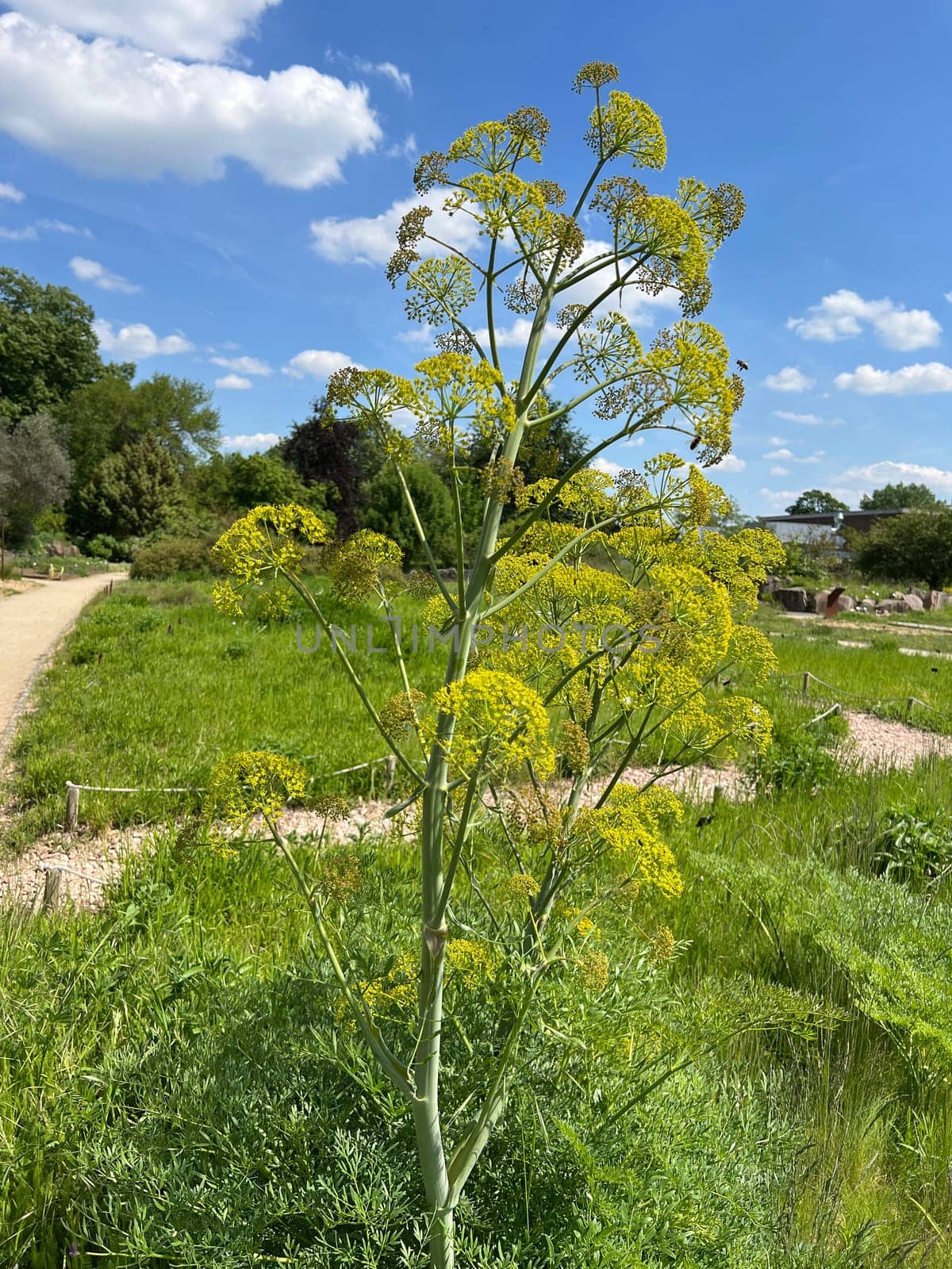Ferula communis,also known as Ferula communis,is a species of plant in the genus Ferula communis. Giant fennel,Ferula communis,also called common stickweed or common switchweed,is a plant species in the genus Stickweed.