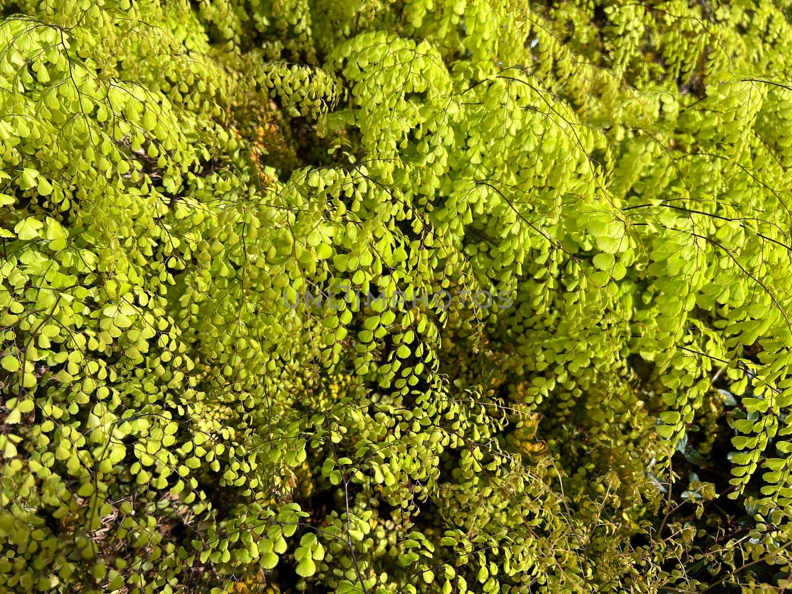 Adiatum Venustum is a species of fern with filigree leaves. Maidenhair fern,Adiatum Venustum,is a species of fern with delicate leaves