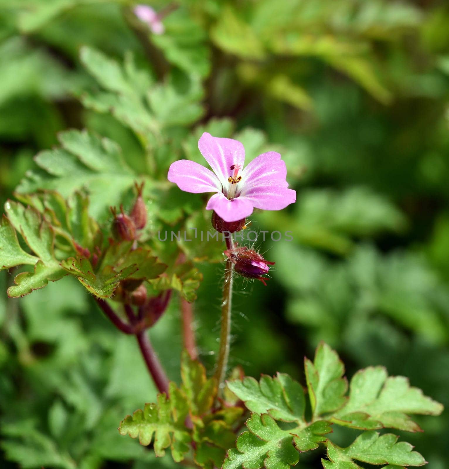 Geranium robertianum is an important medicinal plant with purple flowers. Ruprechtskraut,Geranium robertianum,is an important medicinal plant with purple flowers.