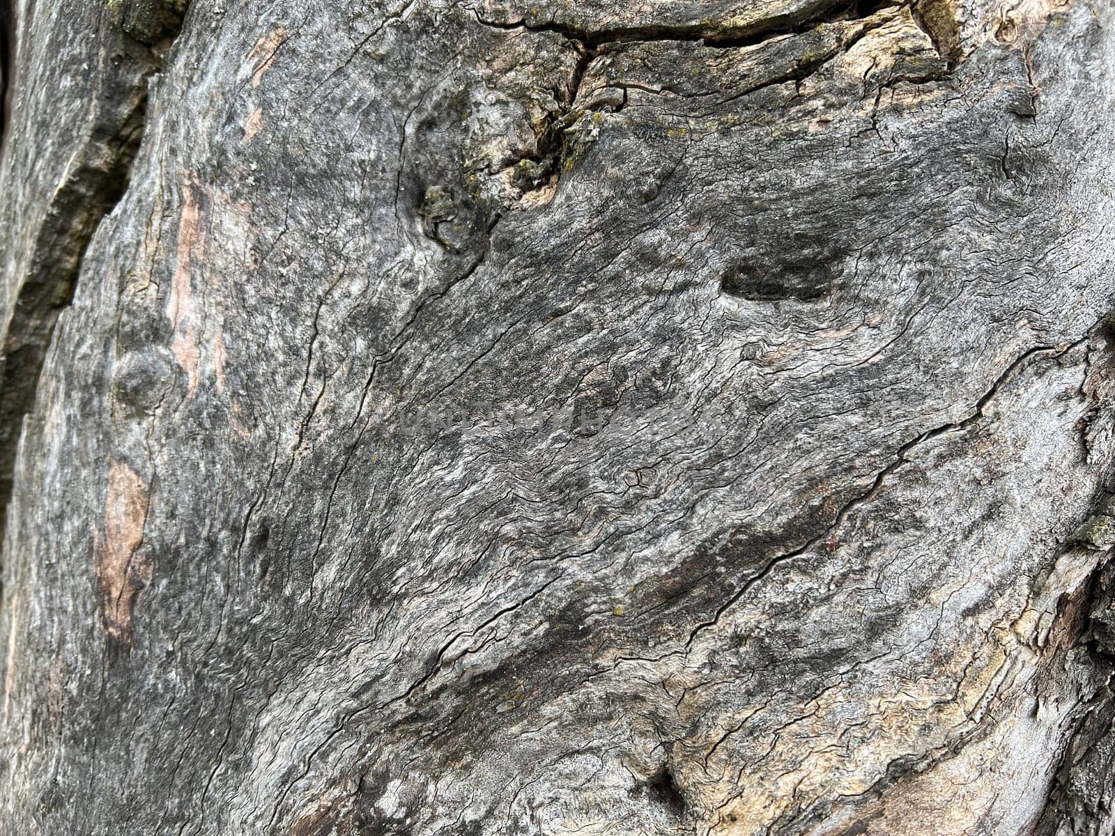 Bark from an old apple tree,some of which is already rotten. Bark from an old apple tree that has already partially rotted.