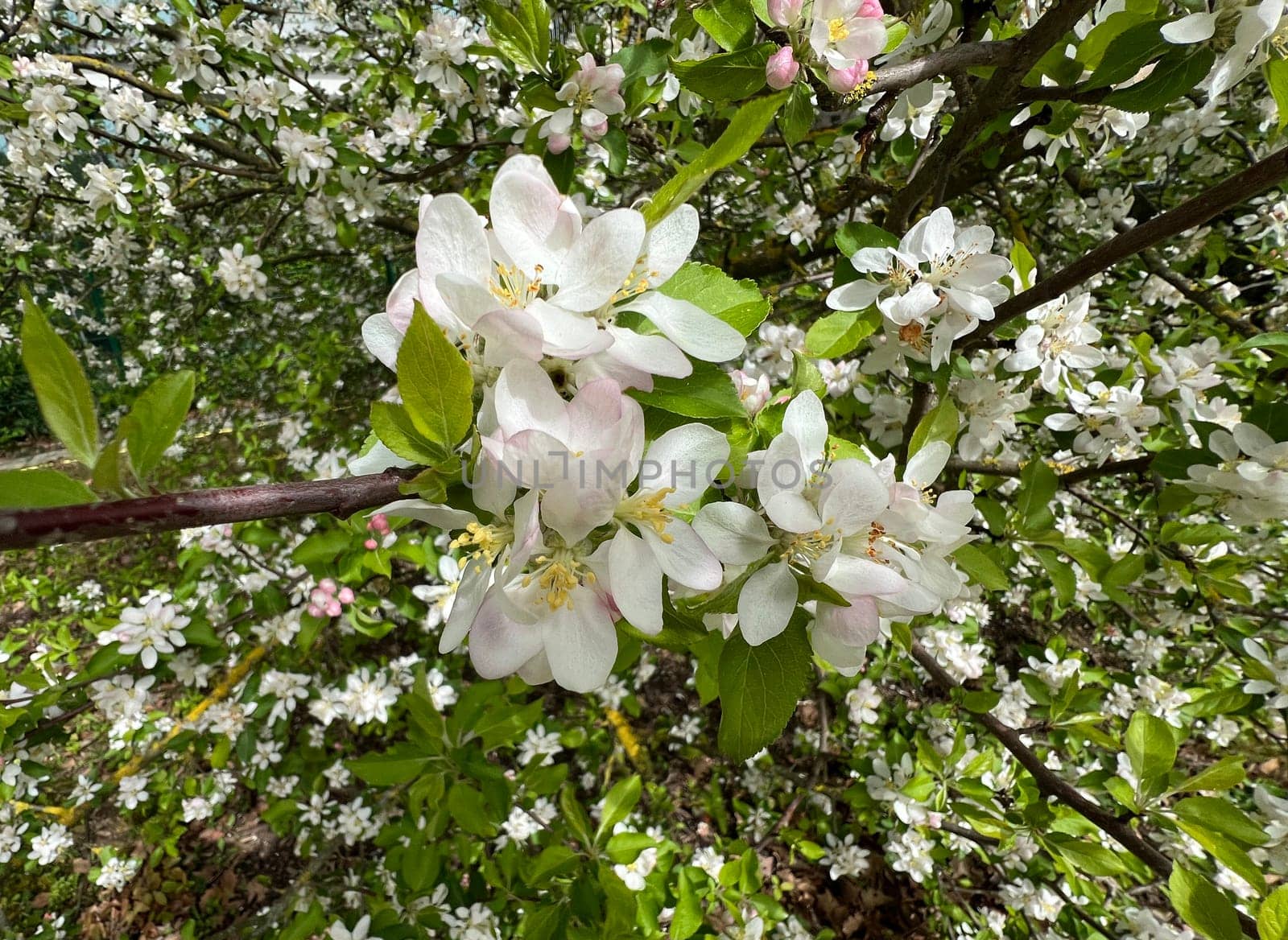 Crab apple or wild apple is considered the ancestor of the plantation apple and has a high ornamental value. Crab apple or wild apple is considered the ancestor of the plantation apple and has a high ornamental value.