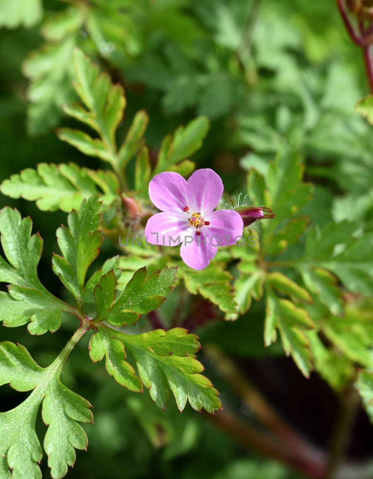Geranium robertianum is an important medicinal plant with purple flowers. Ruprechtskraut,Geranium robertianum,is an important medicinal plant with purple flowers.
