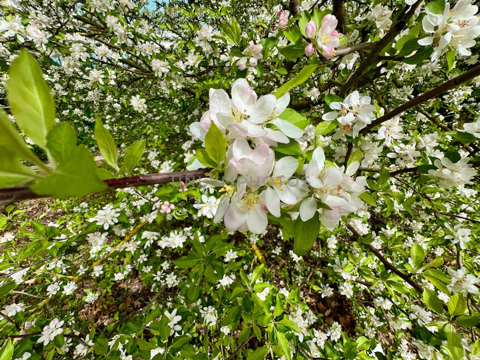 Crab apple or wild apple is considered the ancestor of the plantation apple and has a high ornamental value. Crab apple or wild apple is considered the ancestor of the plantation apple and has a high ornamental value.