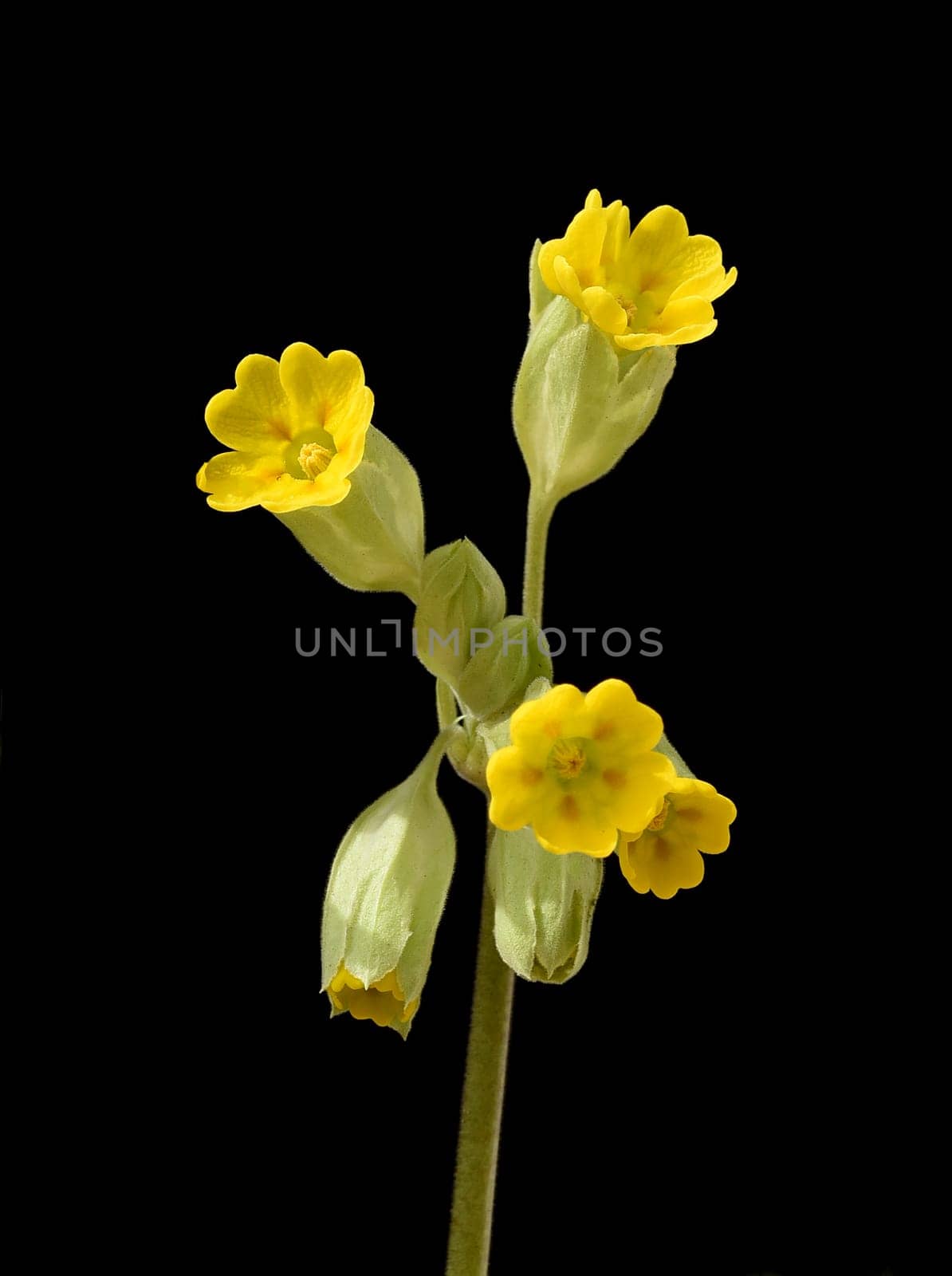 Primula veris,officinalis,is a medicinal plant with beautiful yellow flowers and grows wildly. Cowslip,Primula veris,officinalis,is a medicinal plant with beautiful yellow flowers and grows wild.